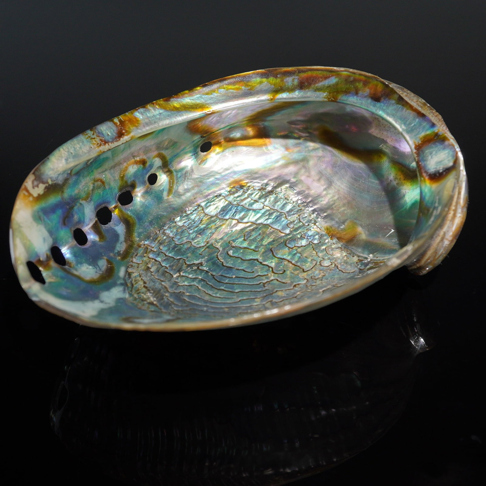 Seashell Paua Abalone - 3