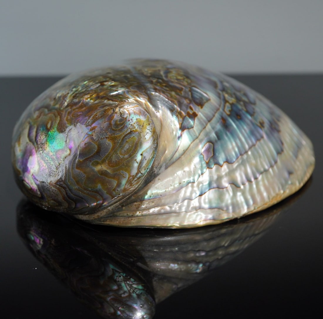 Seashell Paua Abalone - 4