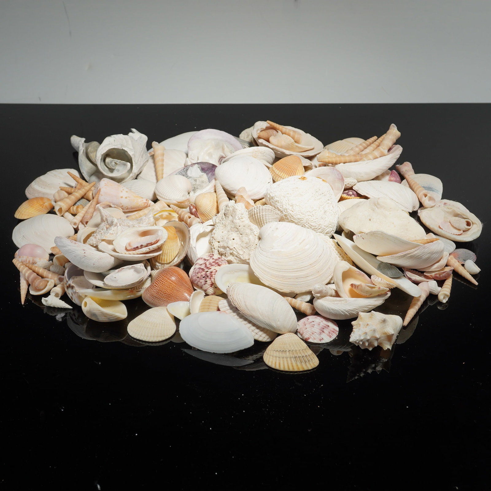 Box of Natural Mixed Ocean Seashells and Stony Coral Fragments: This collection consists of a variety of natural marine specimens, including gastropods, bivalves, and stony coral fragments. Gastropod specimens include auger or screw shells from the families