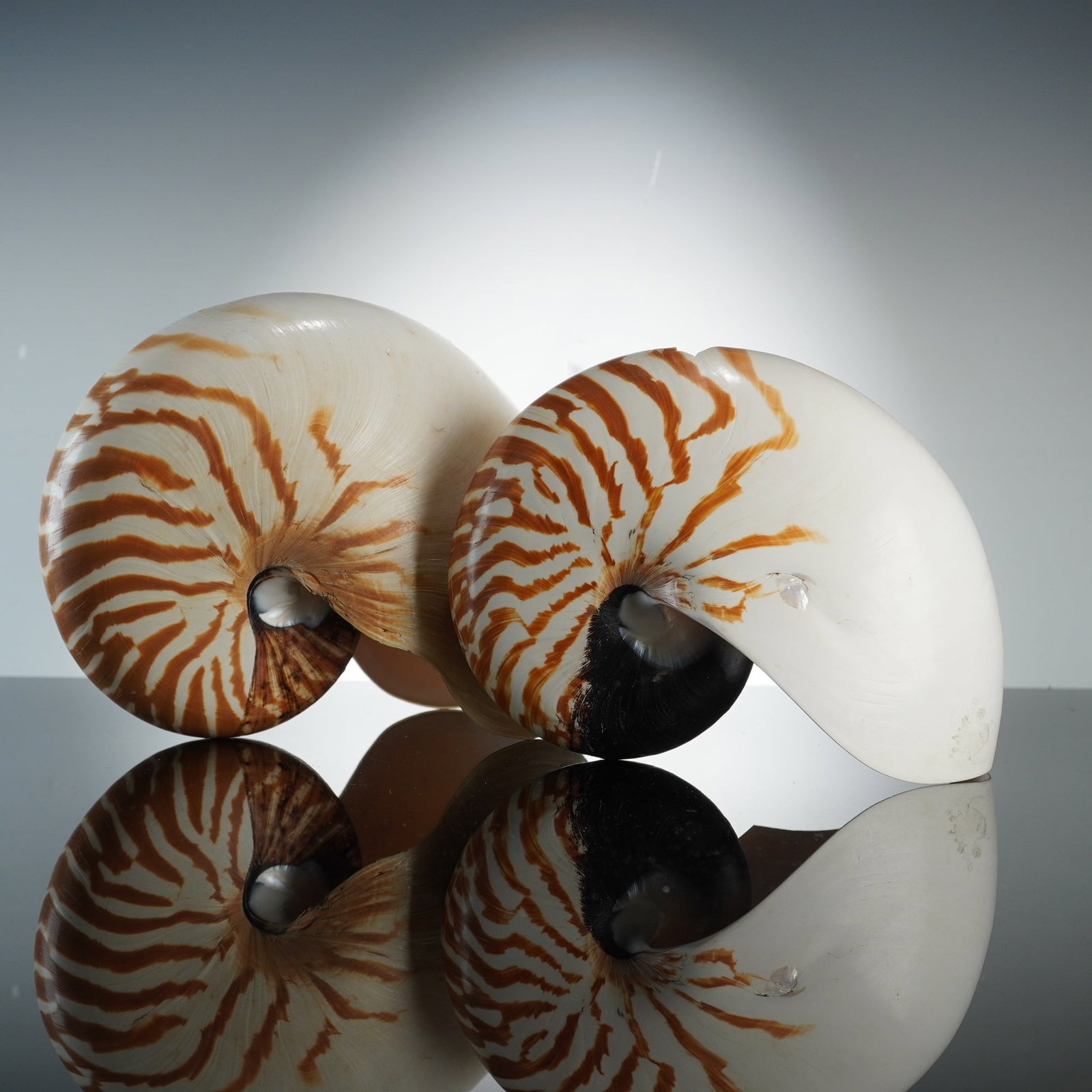 Set of 2 Natural Striped Chambered Nautilus Seashells: This set of 2 natural nautilus seashells consists of specimens of the species Nautilus pompilius. Each shell exhibits a characteristic logarithmic spiral form with a creamy-white exterior surface deco