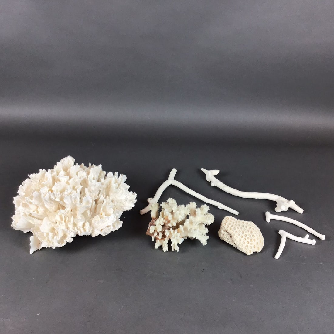 7pc Natural White Coral Specimen Collection: Collection consists of various natural calcium carbonate coral skeletons in diverse forms. The assortment includes one large specimen of white lettuce or fan-like coral, possibly Pectinia species,