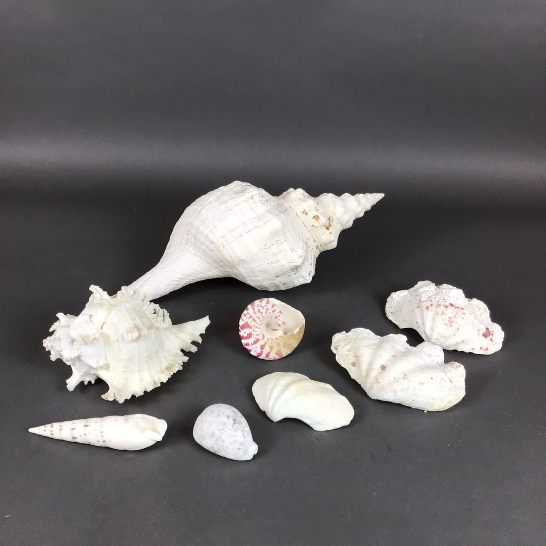 8 Piece Shell Collection of Natural Marine Gastropod and Bivalve Specimens: This 8pc shell collection features a variety of natural marine specimens. The group includes a large spindle-shaped shell, identified as a Florida Horse Conch (Triplofusus giganteus), which features a