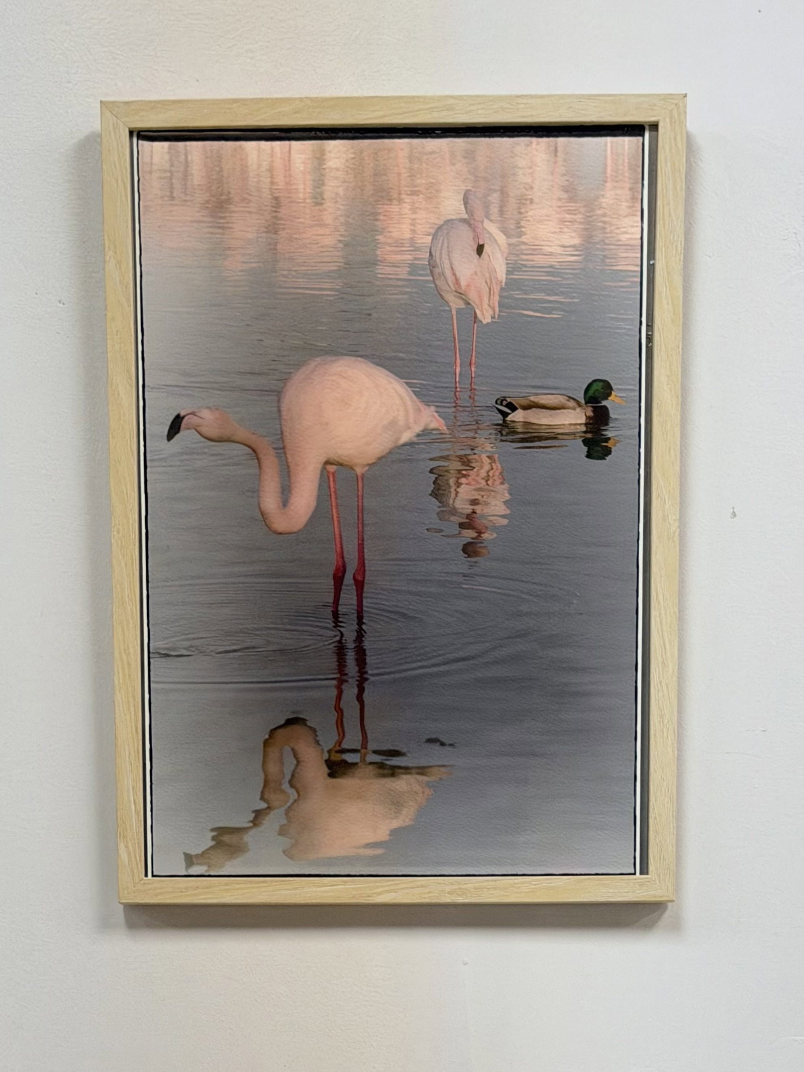 Margie Greenberg (American) Digital Pigment Print, Intruder: Digital painterly photography print by Margie Greenberg titled Intruder. The work is a digital pigment print on textured archival paper depicting two pink flamingos and a male mallard duck wading in c