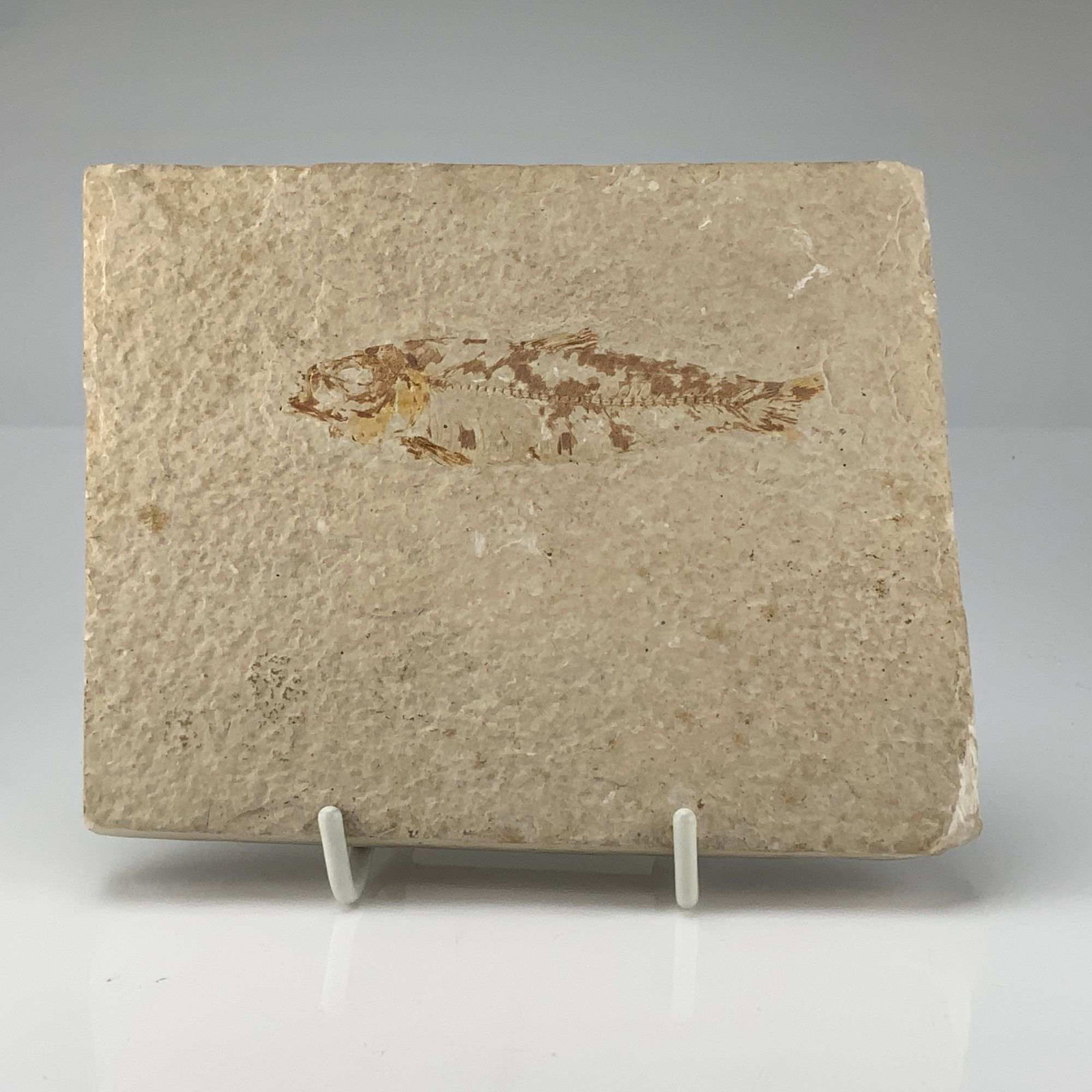 Knightia eocaena Fossil Fish, Green River Formation, Wyoming (1 of 3)