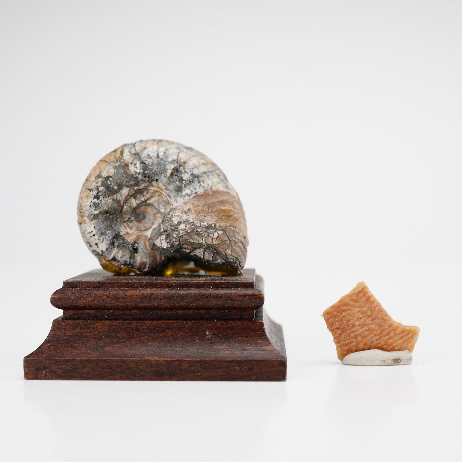 2 Fossil Specimens Including Jurassic Ammonite and Cretaceous Protoceratops Eggshell Fragment (1 of 4)