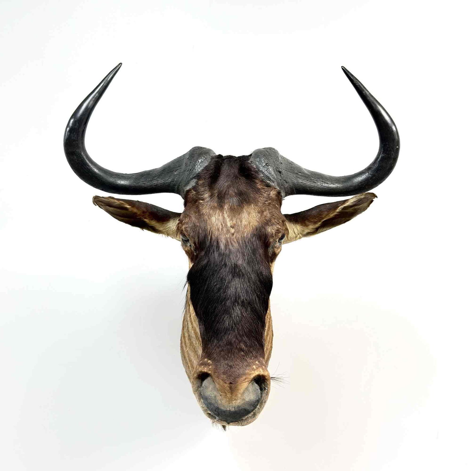 Rowland Ward (1848-1912) Antique Blue Wildebeest Taxidermy Shoulder Mount (1 of 5)