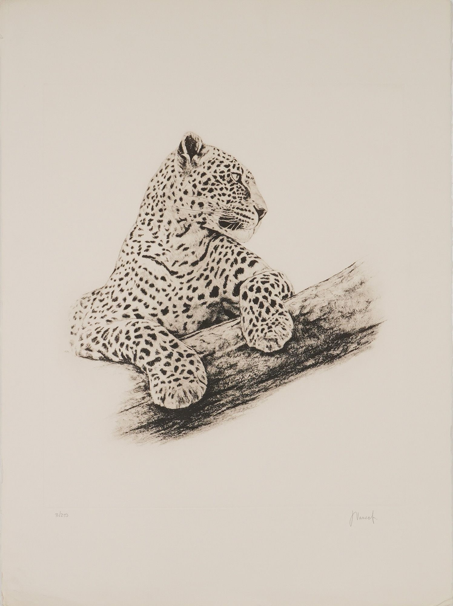 Joseph Vance, Leopard in a Tree, Lithograph (Signed): Joseph Vance (American, 20th Century). A naturalistic monochromatic lithograph on off-white paper with deckled edges, depicting a leopard resting on a tree limb. The subject is rendered with detailed 