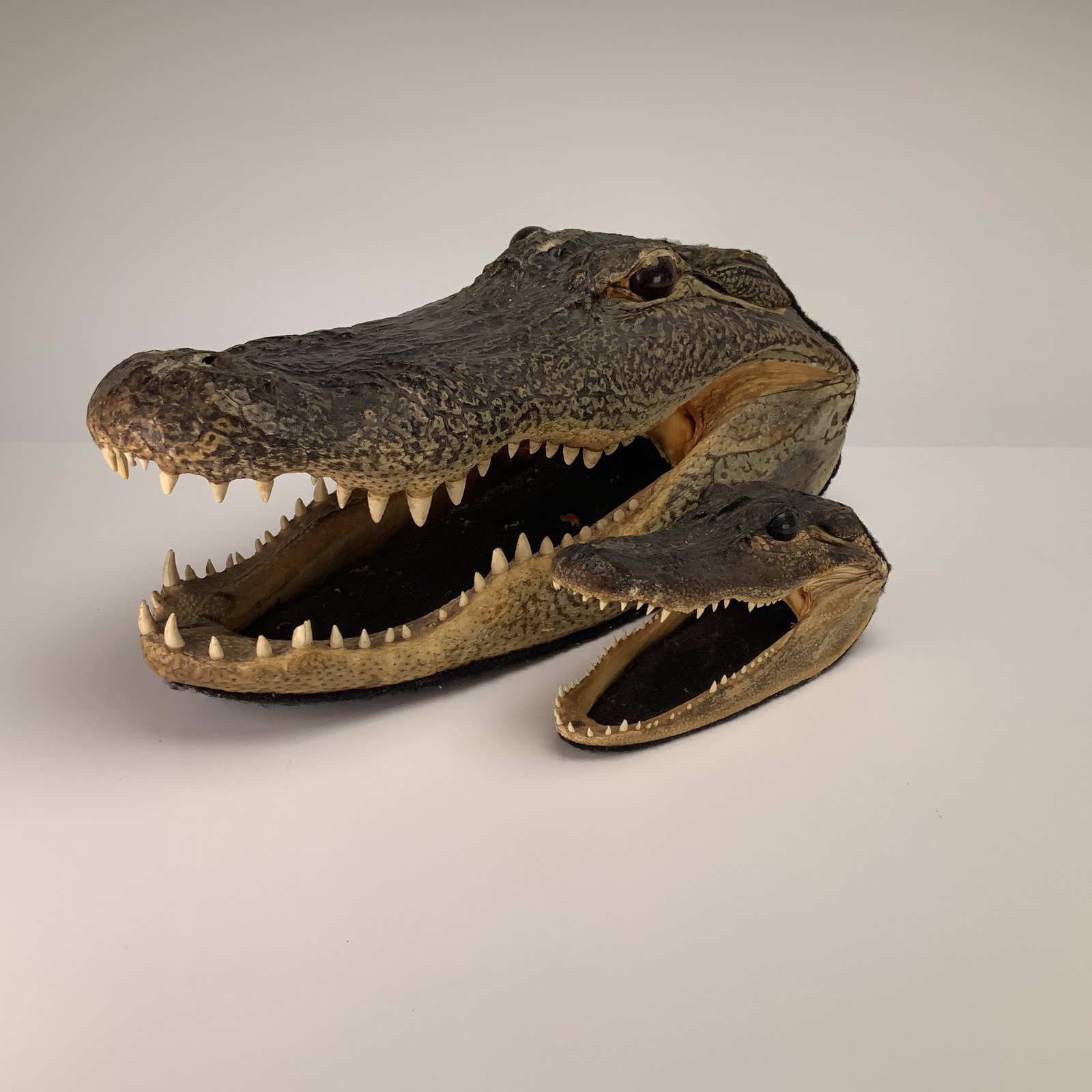 2pc Taxidermy Alligator Heads, Adult and Child (1 of 5)