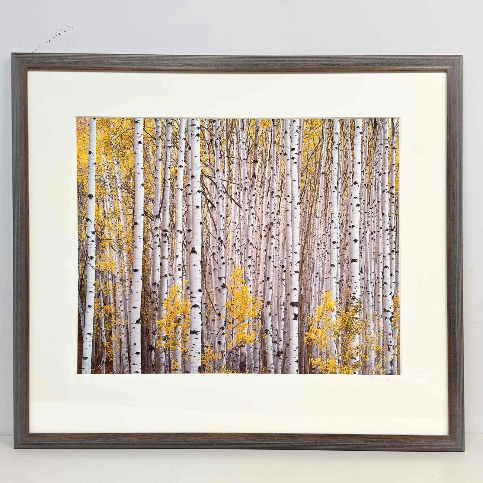 Christopher Burkett (American, b. 1951) Cibachrome Photographic Print, Aspen Grove: This color Cibachrome photographic print on photo paper is by the American artist Christopher Burkett (born 1951) and is titled Aspen Grove. The photograph depicts a dense stand of white-barked aspen 
