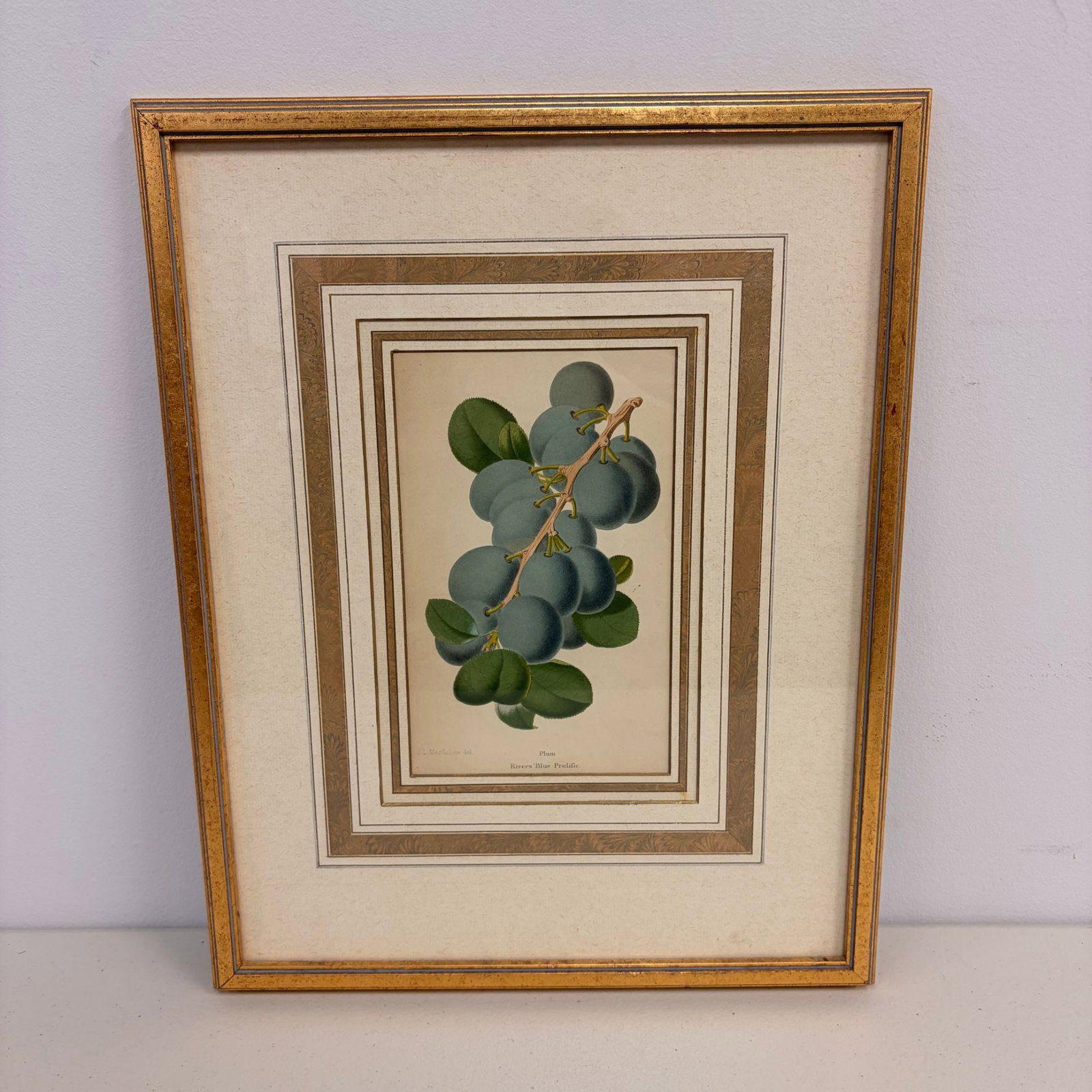 J. L. Macfarlane (British, 1836-1913) Botanical Lithograph Illustration, Rivers Blue Prolific Plum (1 of 3)