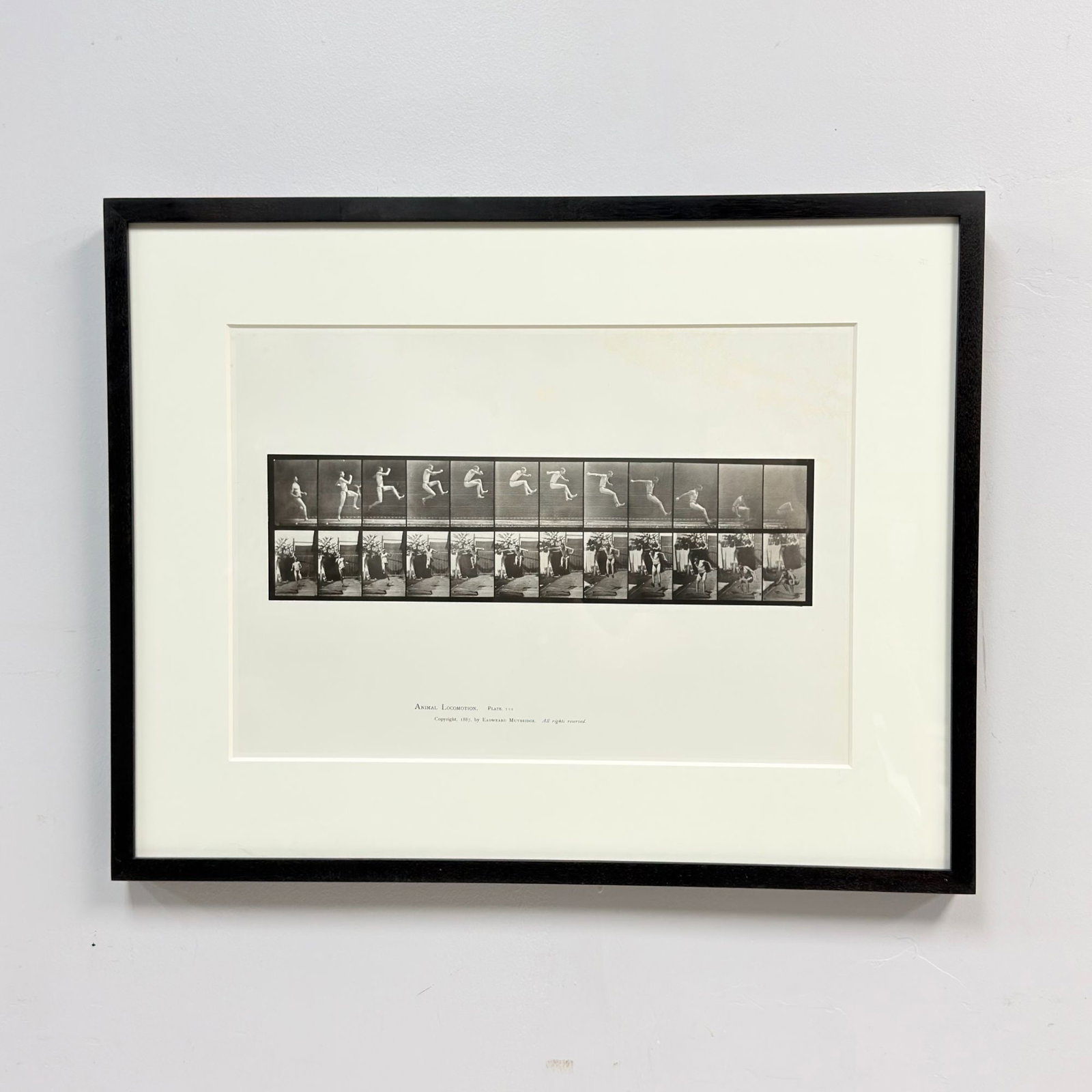 Eadweard Muybridge, Animal Locomotion, Plate 159, Collotype Print, 1887: This work is an original collotype plate from Eadweard Muybridges landmark 1887 photographic study titled Animal Locomotion. Plate 159 depicts a sequential motion study of a man performing a long