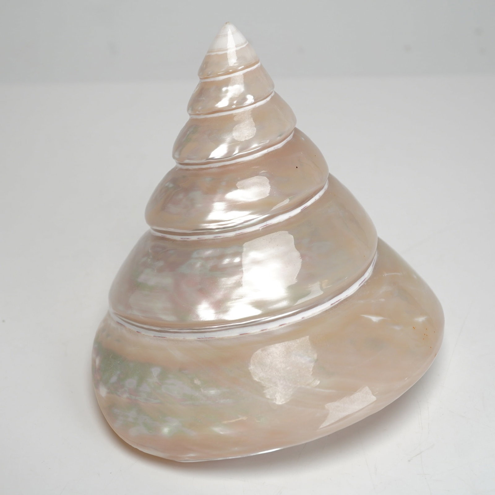 Polished Trochus Niloticus Pearled Top Shell (1 of 3)