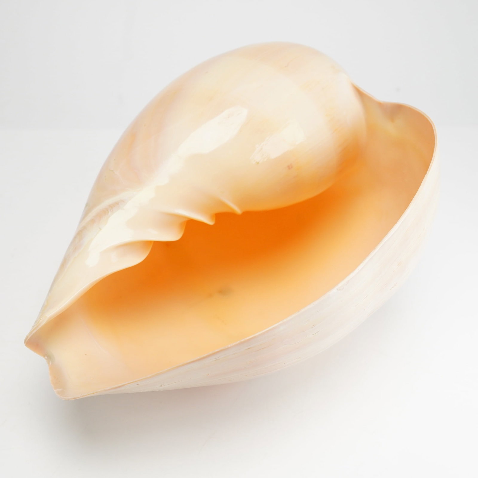 Large Polished Melo melo Shell (1 of 4)