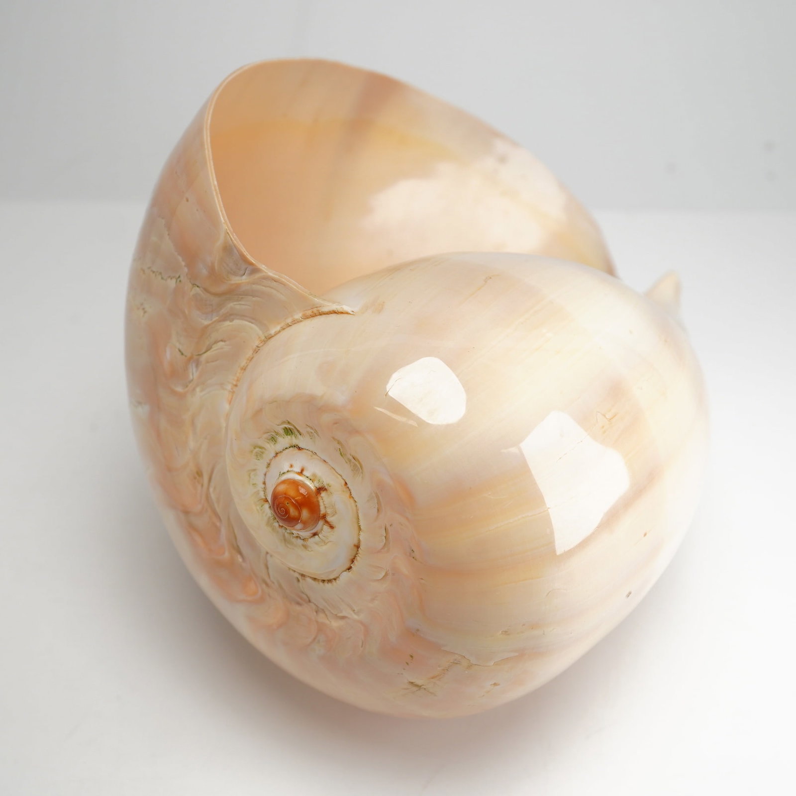 Large Polished Melo melo Shell - 2