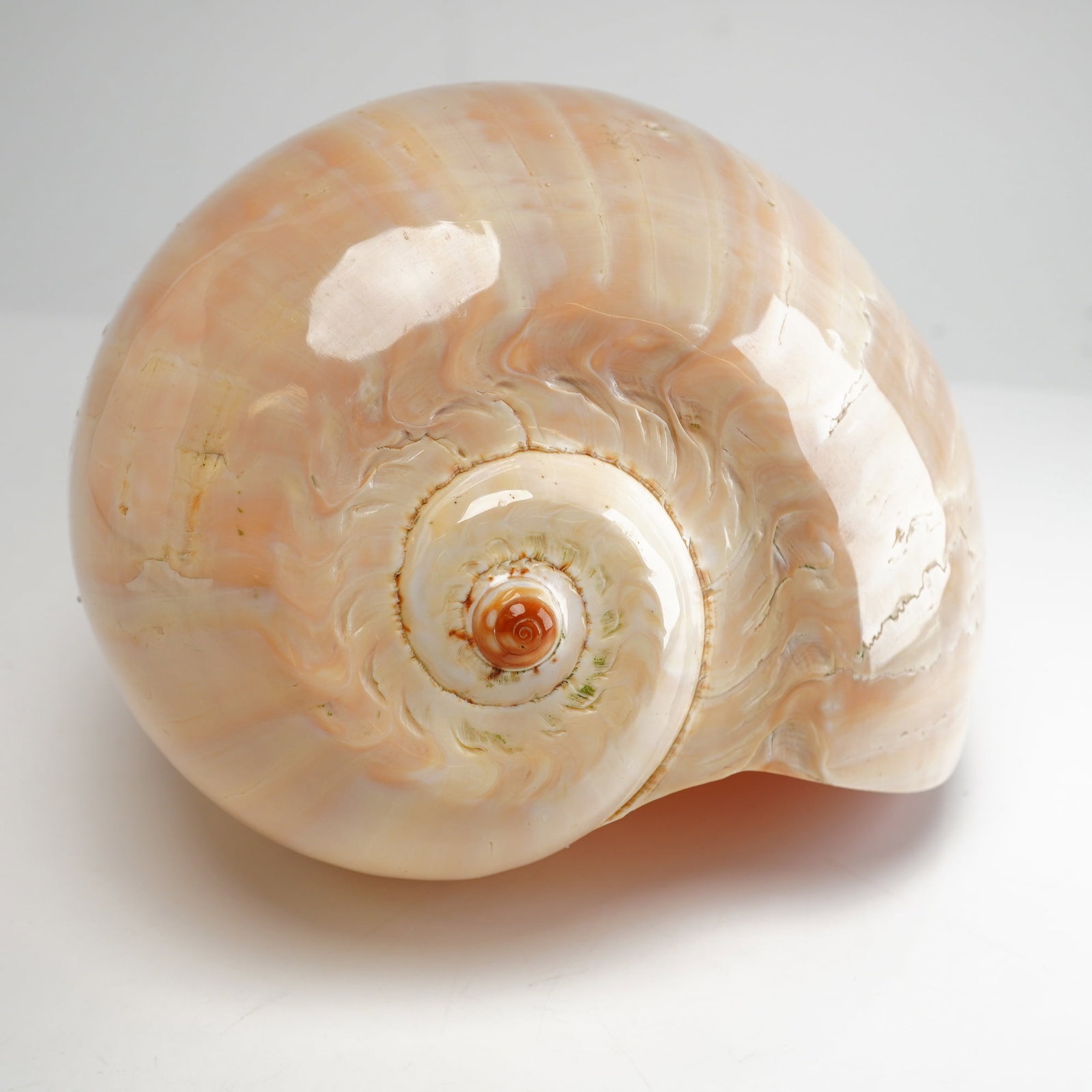 Large Polished Melo melo Shell - 3