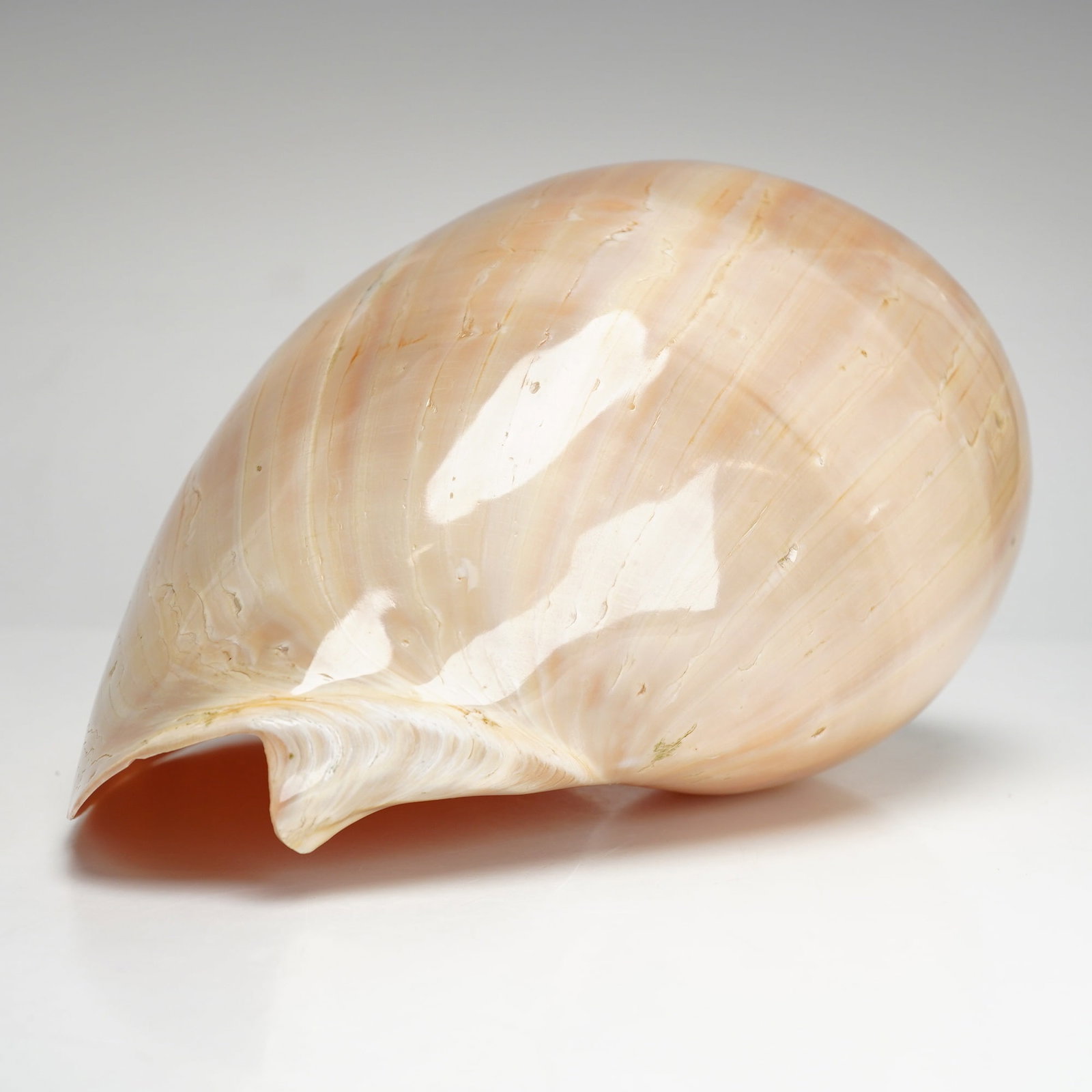 Large Polished Melo melo Shell - 4