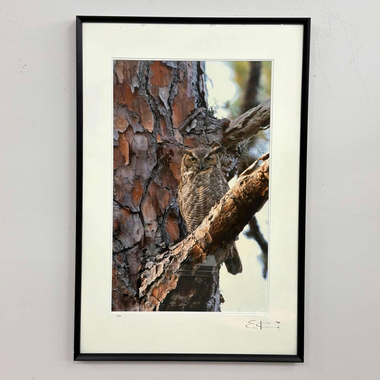 E. C. Signed Great Horned Owl, Limited Edition Color Photograph, 5/50, 2000: This limited edition color photographic print, likely a giclee on paper, presents a detailed nature study of a Great Horned Owl perched upon a pine tree limb. The composition captures the owl's