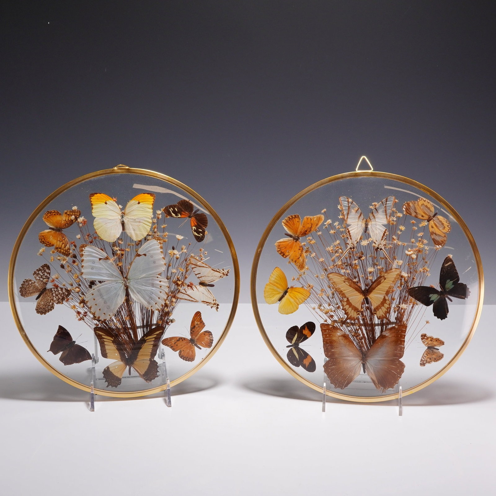2pc Taxidermy Butterfly and Dried Flower Circular Glass Wall Displays: This pair of butterfly taxidermy displays features assorted preserved butterfly specimens arranged with dried strawflowers and natural stems. The specimens are mounted between convex glass panes for