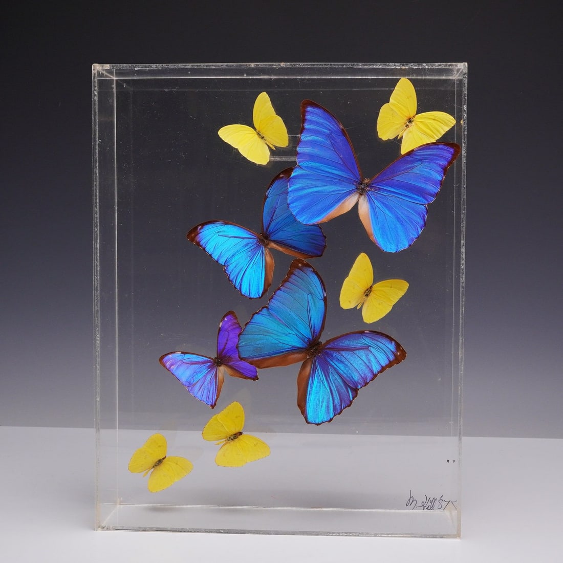 Marshall Hill Preserved Butterflies in Acrylic Shadow Box Case, 1987, Signed: A vintage natural history display featuring a collection of nine preserved butterflies encased in a clear acrylic shadowbox frame. The assembly includes four large specimens with metallic blue