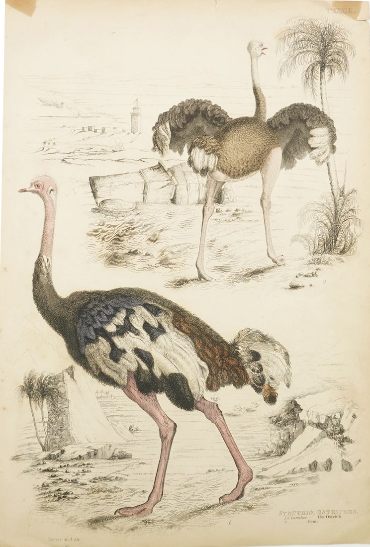 Antique Hand-Tinted Engraving, Ostriches, by Turvey: This antique 19th-century hand-tinted engraving depicts ostriches in a naturalistic landscape and is marked Turvey sc., identifying Turvey as the engraver. This illustration was likely published in a