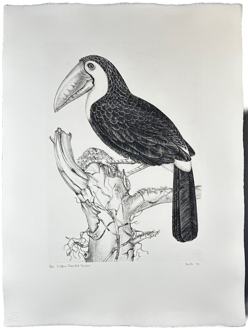 Jack Coutu (1924) Signed Etching, Sulphur Toucan: Etching titled Sulphur Breasted Toucan. Signed lower right numbered 30/200. Year 1970 Sight size 23" x 31".