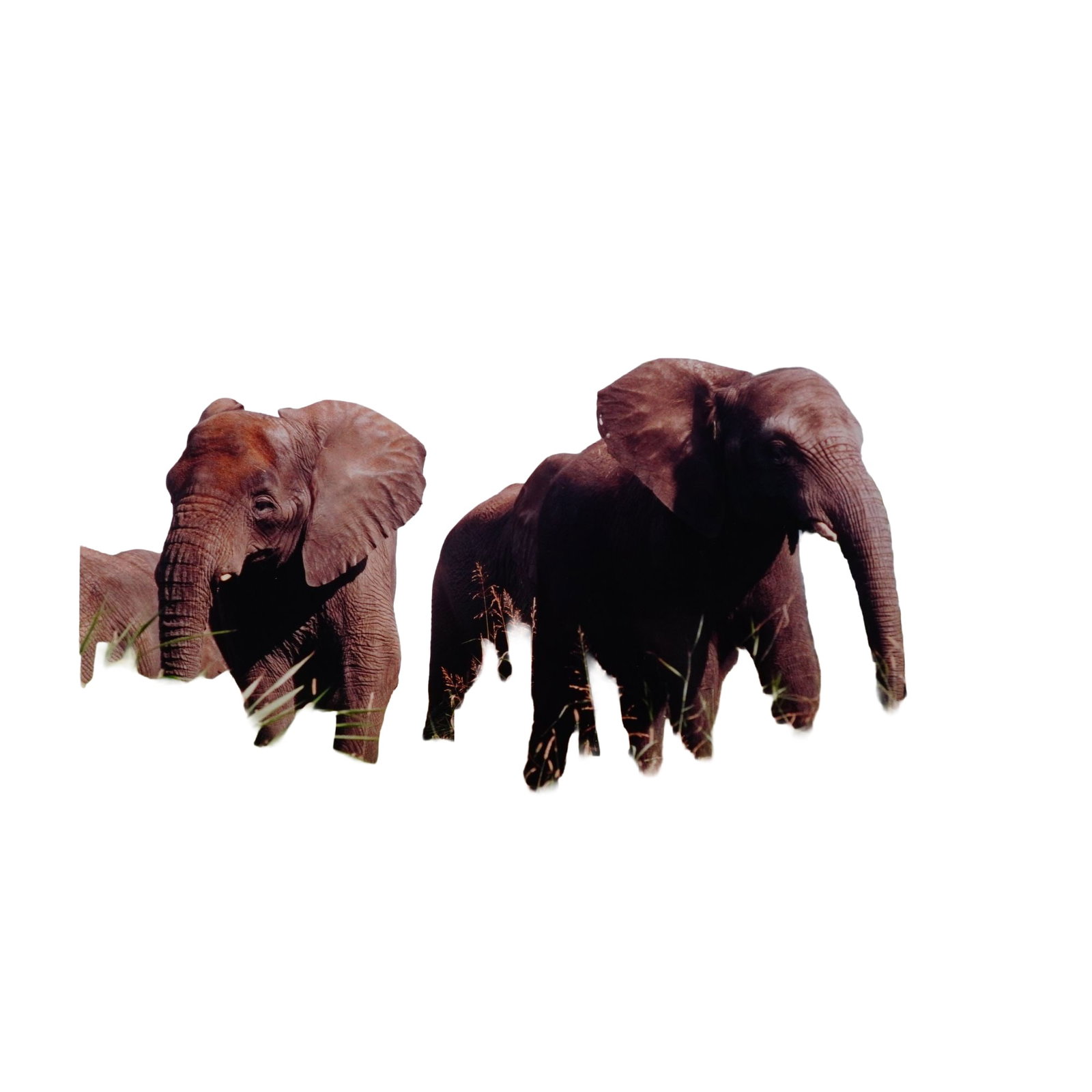 Original Walt Disney World Animal Kingdom Press Photograph: A press photo for the opening of Walt Disney World's Animal Kingdom, featuring elephants roaming the Kilimanjaro Safaris attraction. Dimensions: 8"L x 0.25"W x 10"H Date or Era: 1997 Provenance: From 