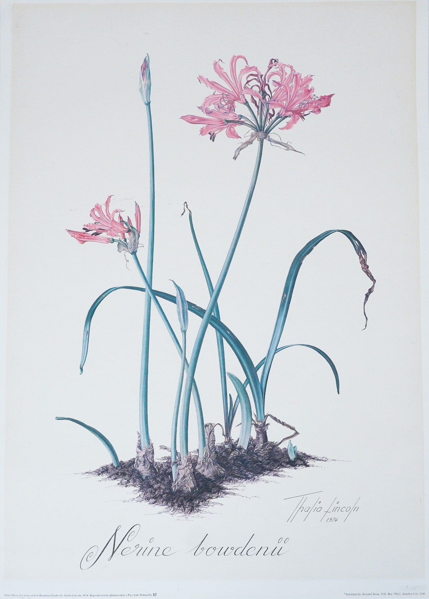 Thalia Lincoln Botanical Print, Nerine Bowdenii: Vintage botanical print by Thalia Lincoln, featuring Nerine Bowdenii, Plate Three of a series of four botanical studies. Dated 1974 and published by Howard Swan, Sandton City, South Africa. Reproducti