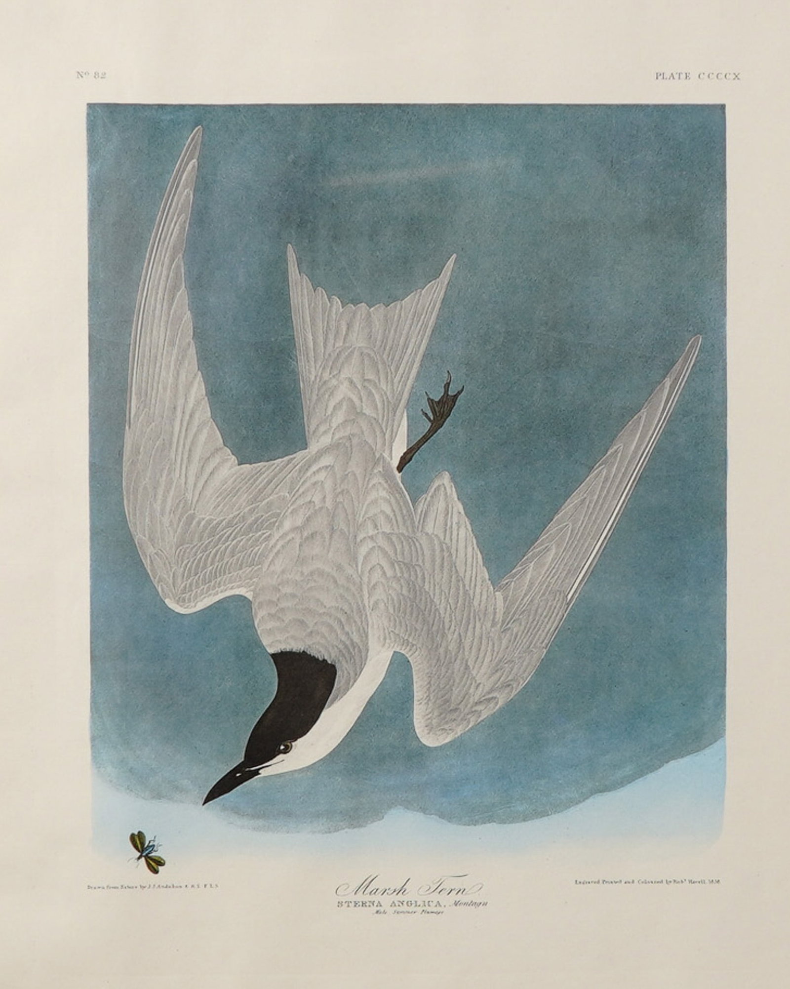Framed Marsh Tern by John James Audubon, Photo Offset Lithograph 1971 (1 of 8)