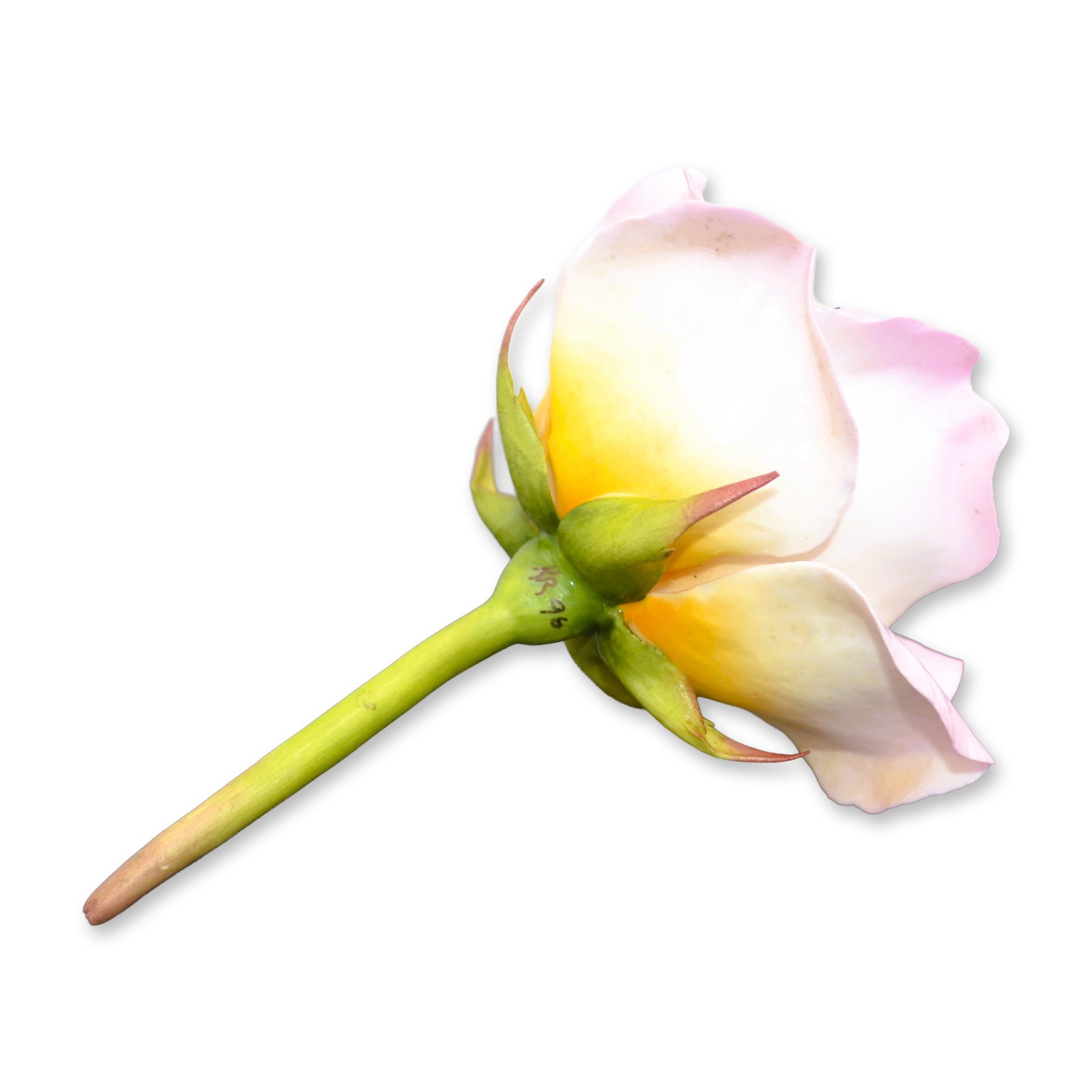 Connoisseur Porcelain Sculpture Masterpiece Pink Rose Prototype Model AP, Rare (1 of 5)