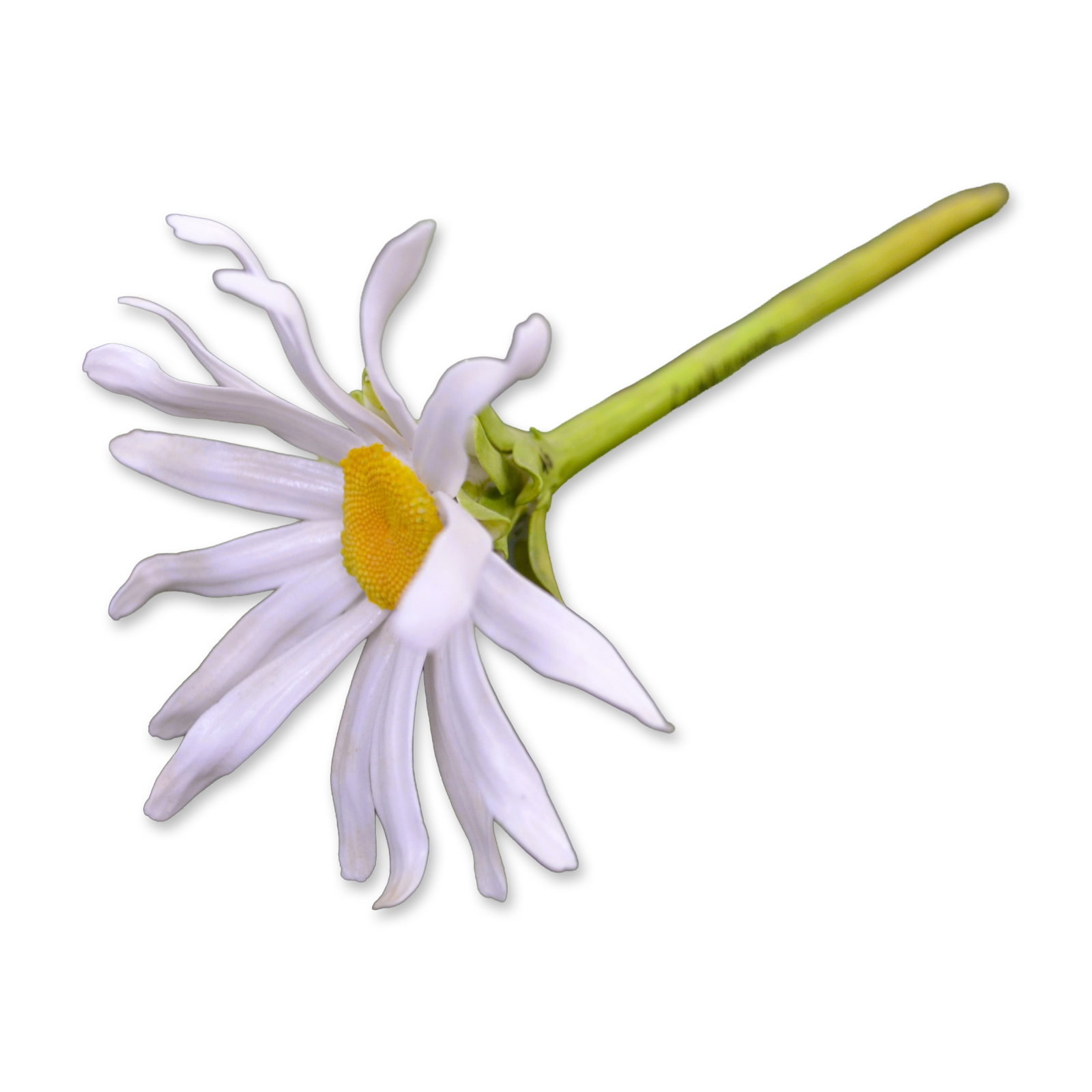 Connoisseur Porcelain Daisy Flower On Long Stem, Prototype Model, AP2: Fine Bone China, Decorated, hand created, hand painted by the Artists of the Connoisseu Studios in the UK. This Daisy Flower is a Unique, AP Prototype Model. Signed AP2, Connoisseur, and dated. A rare