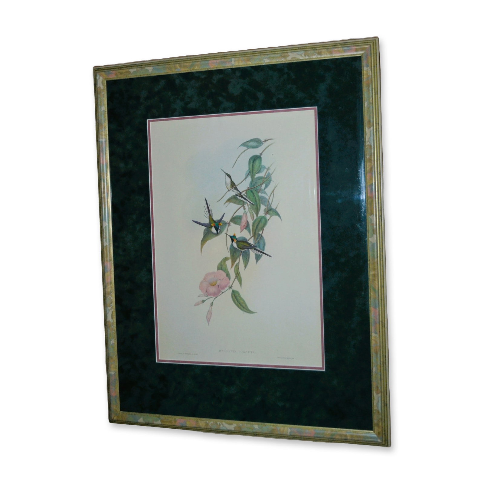 John J. Gould, "Hellactin Cornuta" Hummingbirds and Floral, Original Hand-Colored Engraving, 19th C. (1 of 5)