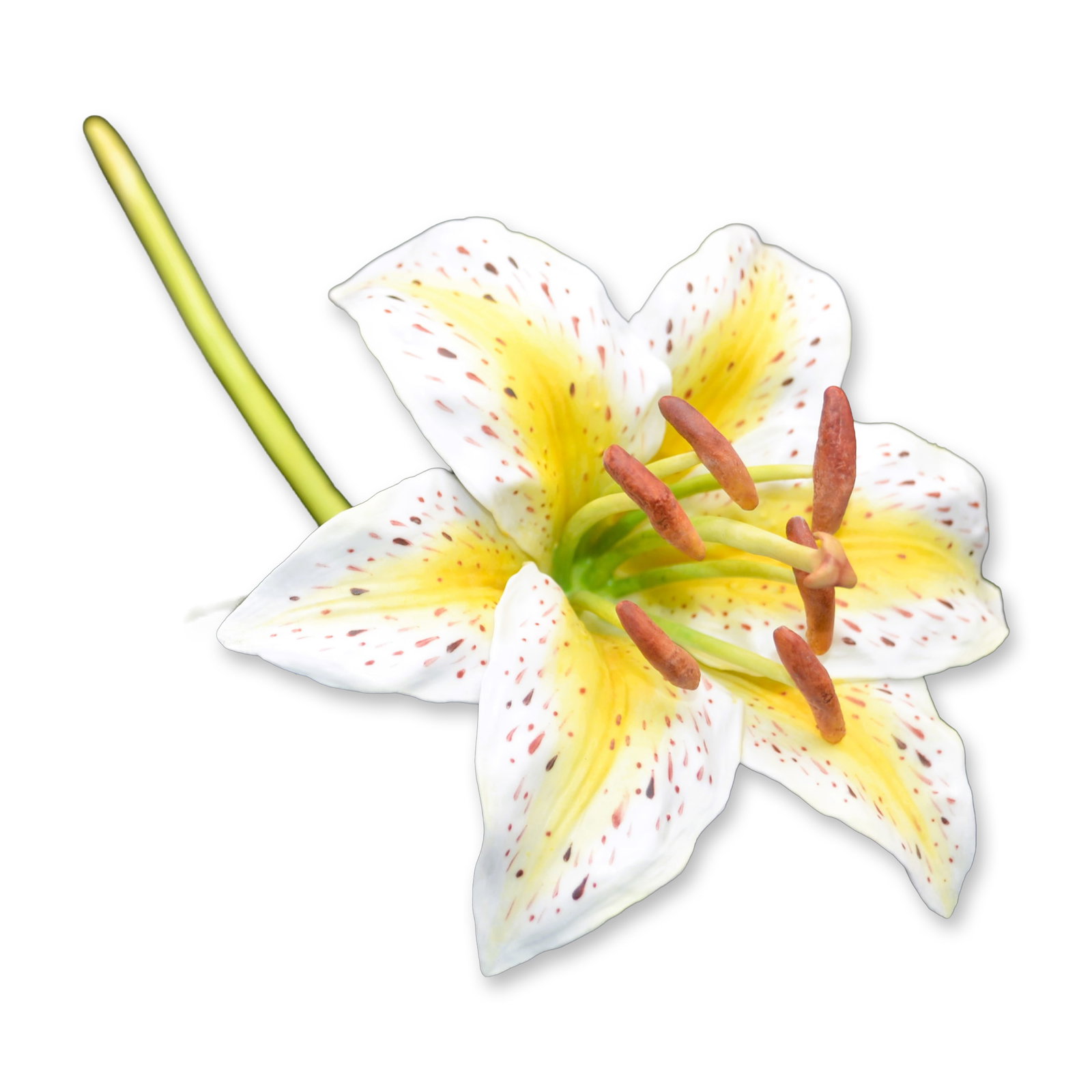 Connoisseur Porcelain Multi-Color Lily On Long Stem Prototype Model AP: Fine Bone China, Decorated, hand created, hand painted by the Artists of Connoisseur in England, depicting a single Multi-color Lily with a long, green stem, AP Prototype Model. Marks: AP, Connoisseur