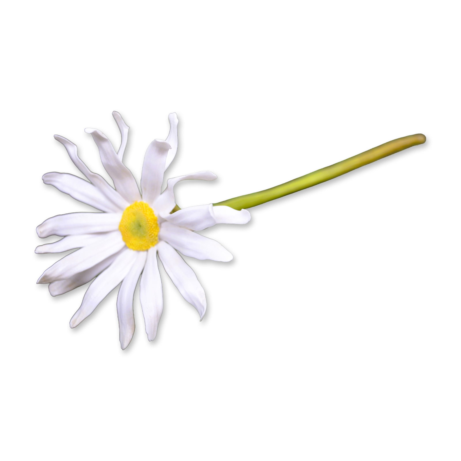 Connoisseur Porcelain Daisy Flower On Long Stem, Prototype Model, AP1: Fine Bone China, Decorated, hand created, hand painted by the Artists of the Connoisseur Studios in the UK. This Daisy Flower is a Unique, AP Prototype Model. Signed AP1, Connoisseur, and dated. A rar