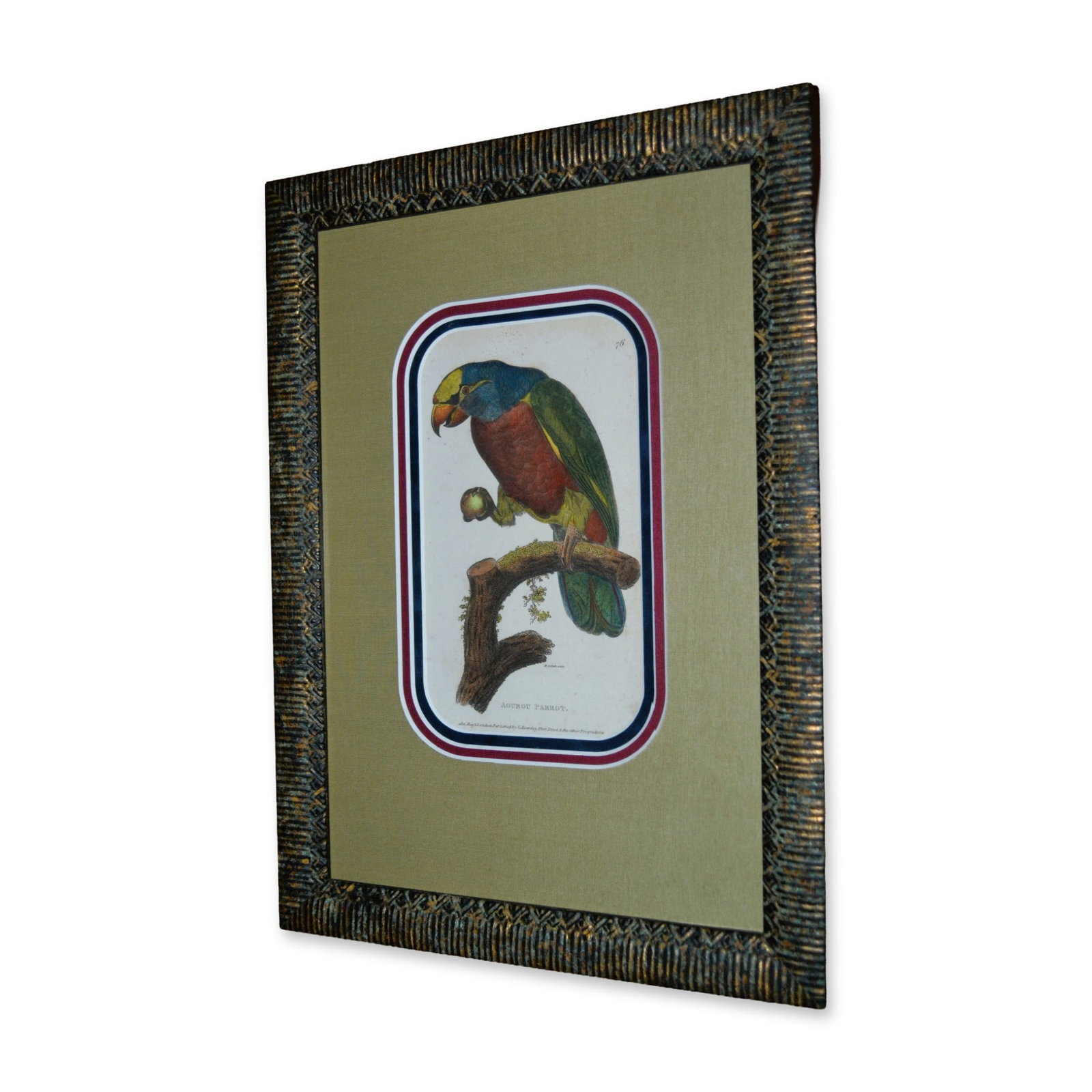 Griffith, Aourou Parrot, Hand Colored Engraving, Custom Frame, Circa 1811 (1 of 3)