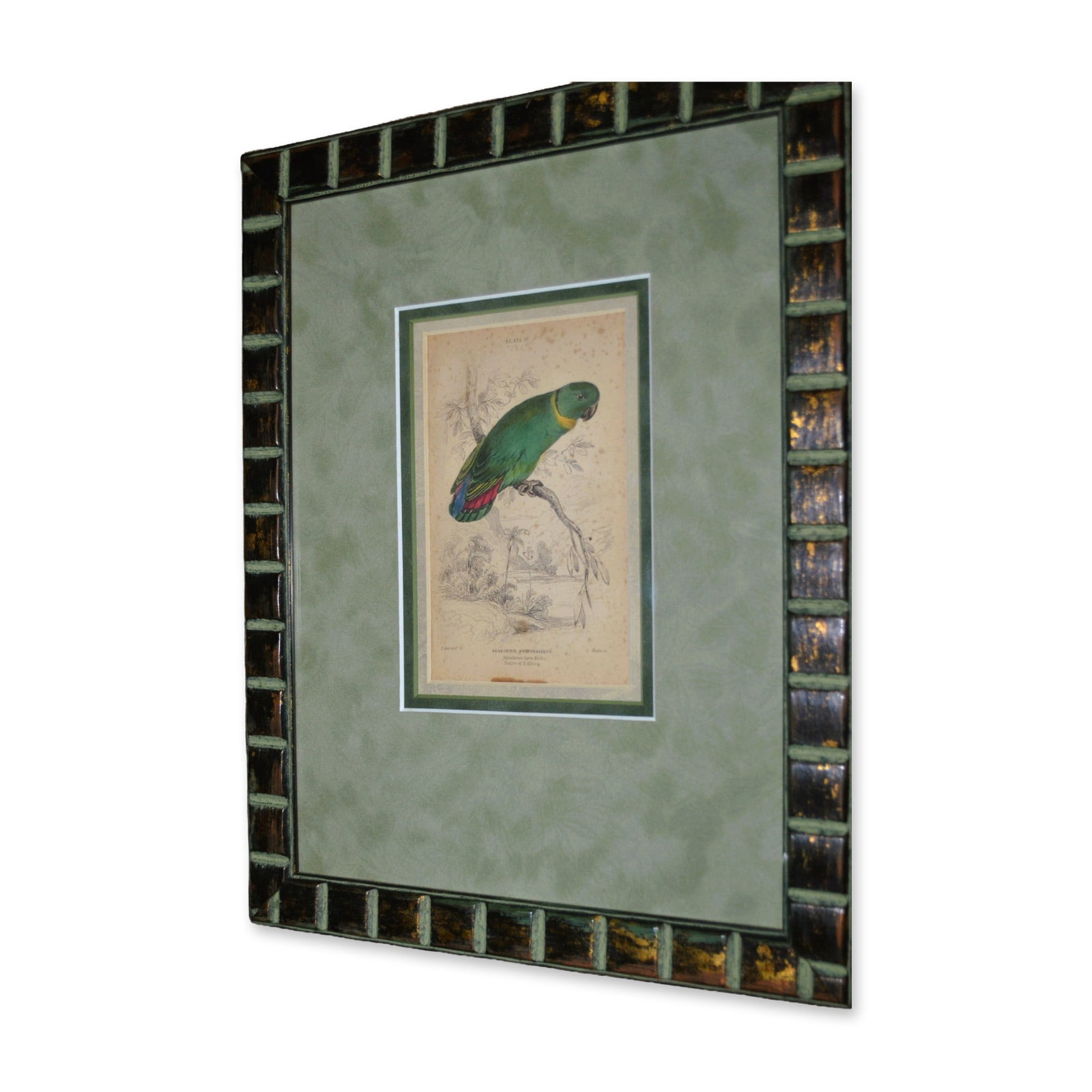 Lizars Agapornis Swinderianus "Swinderns Love Bird" Hand Colored Engraving, Custom Frame, 19th C (1 of 3)