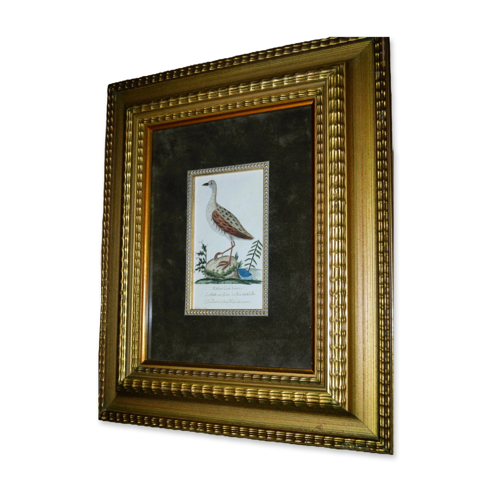 D. Bauch Rallus Crex Linn, Water Bird Crane, Original Watercolor, Custom Frame, Circa 1803 (1 of 3)