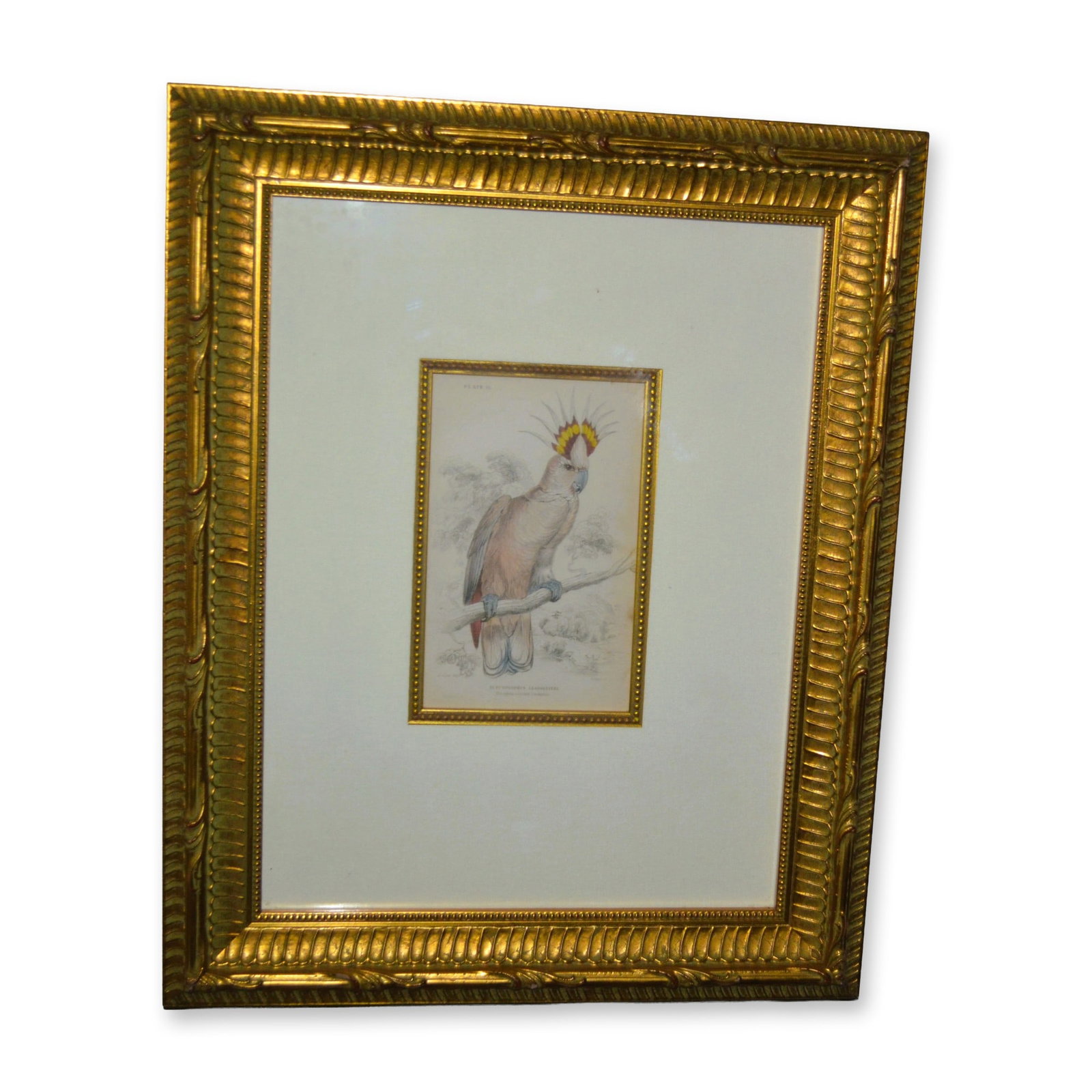 Lizars Tricolour Crested Cockatoo Bird, HC Engraving, Museum Quality Frame, 19th C (1 of 3)