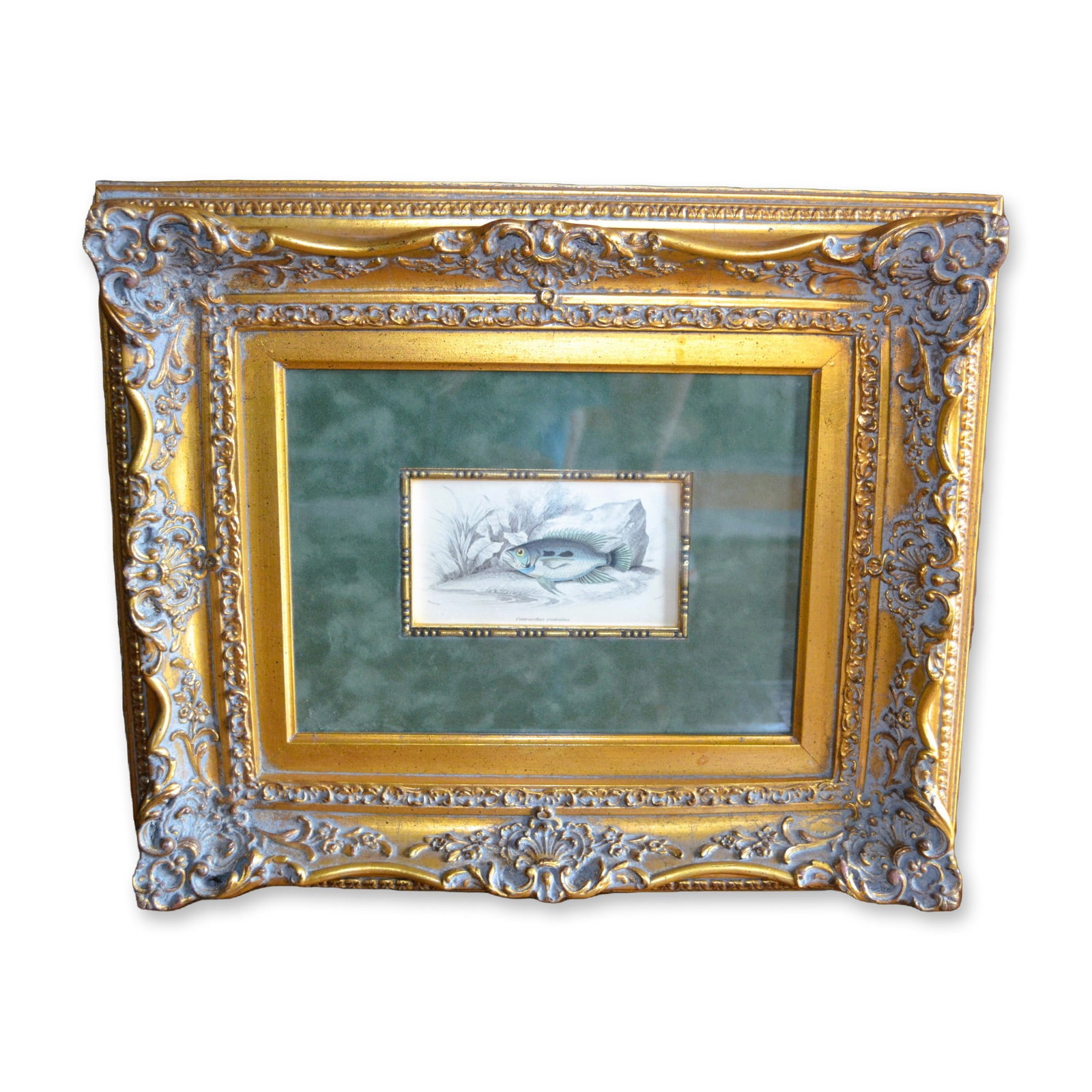 Lizars Fish Study HC Engraving, Centravchas Postratas, Custom Frame, 19th C (1 of 5)