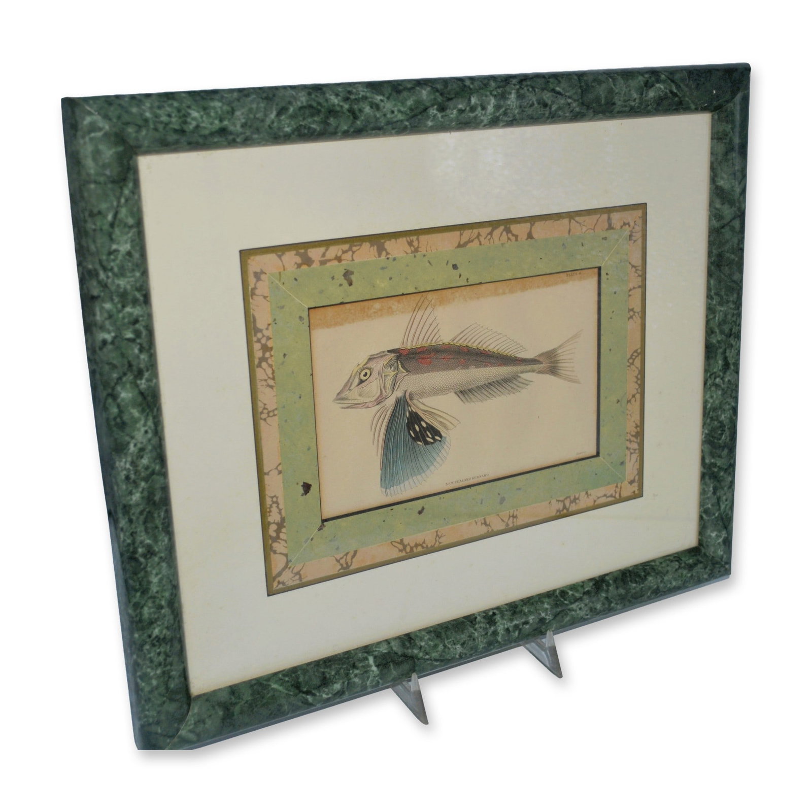 Lizars New Zealand Gurnard Fish, Hand Colored Engraving, Custom Frame, 19th C. (1 of 3)