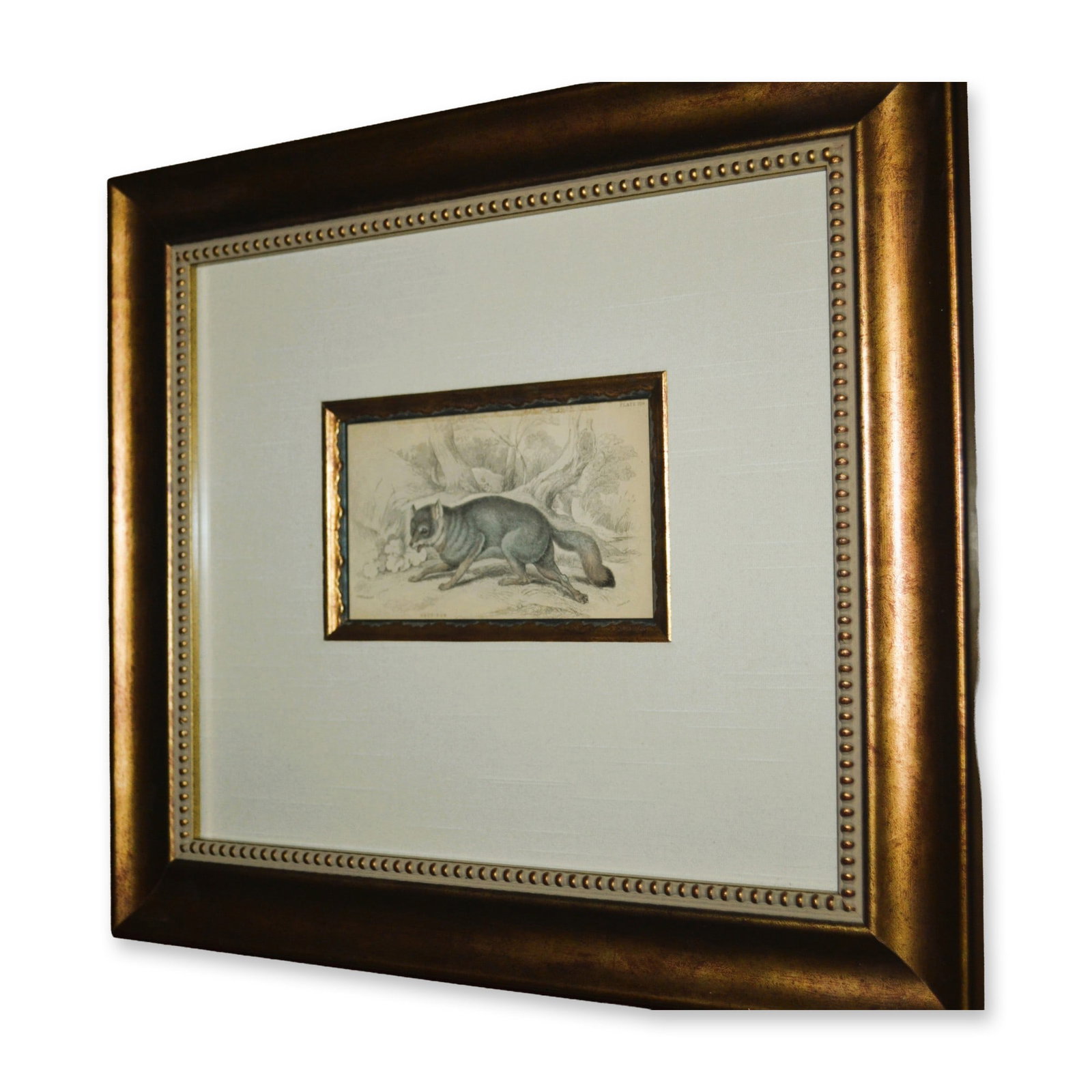 Lizars Grey Fox, Hand Colored Engraving, Custom Frame, 19th C. (1 of 4)
