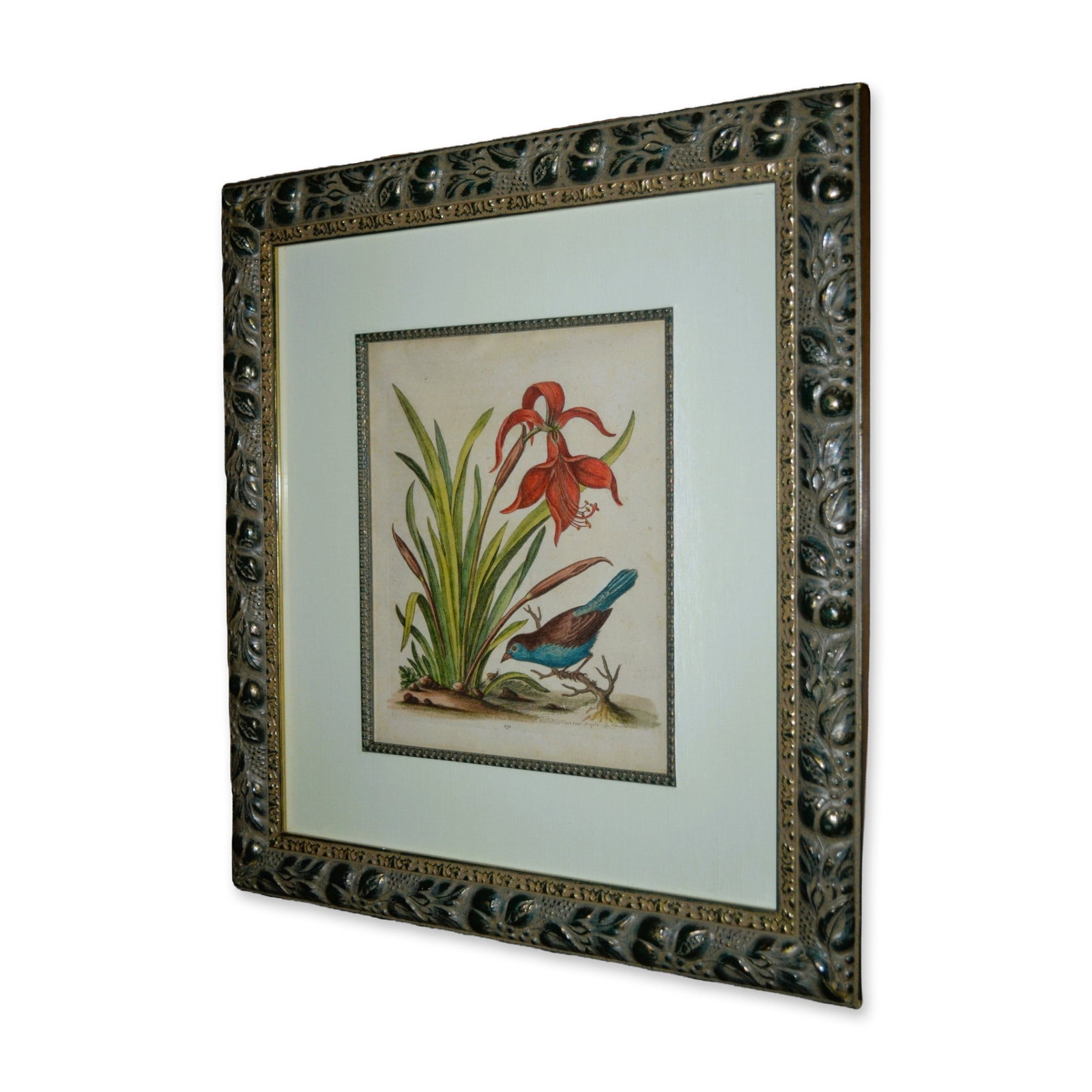 George Edwards, Lilies- Blue Belly Finch HC Copperplate Etching, Custom Frame, Circa 1748 (1 of 5)