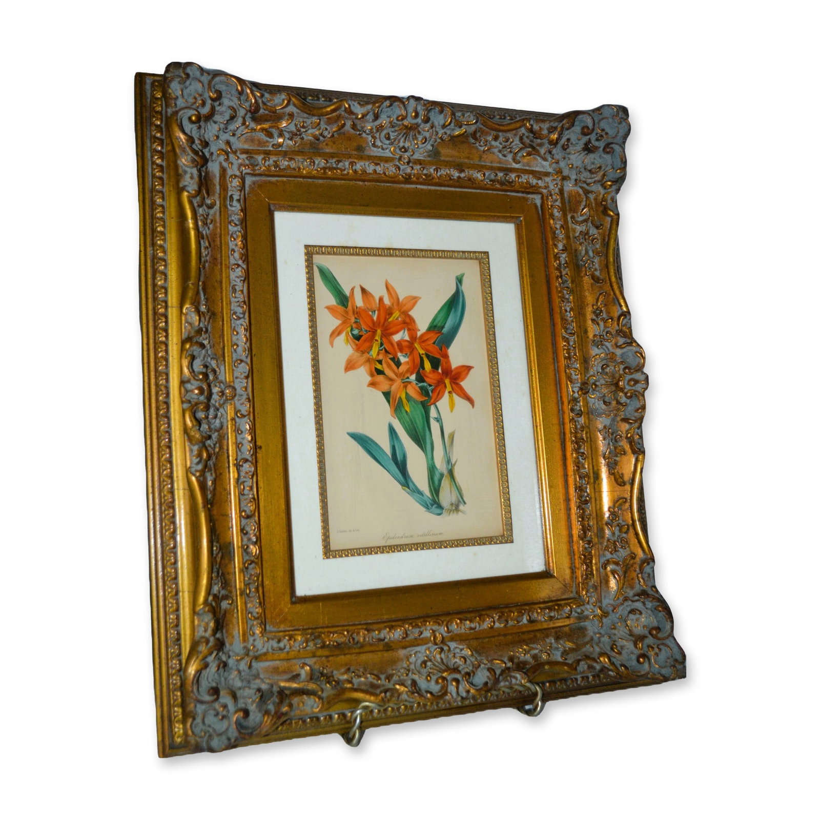 S. Holden HC Engraving Orange Floral Epidendrum Vitellinum, Custom Ornate Gold Tone Frame, 19th C (1 of 3)