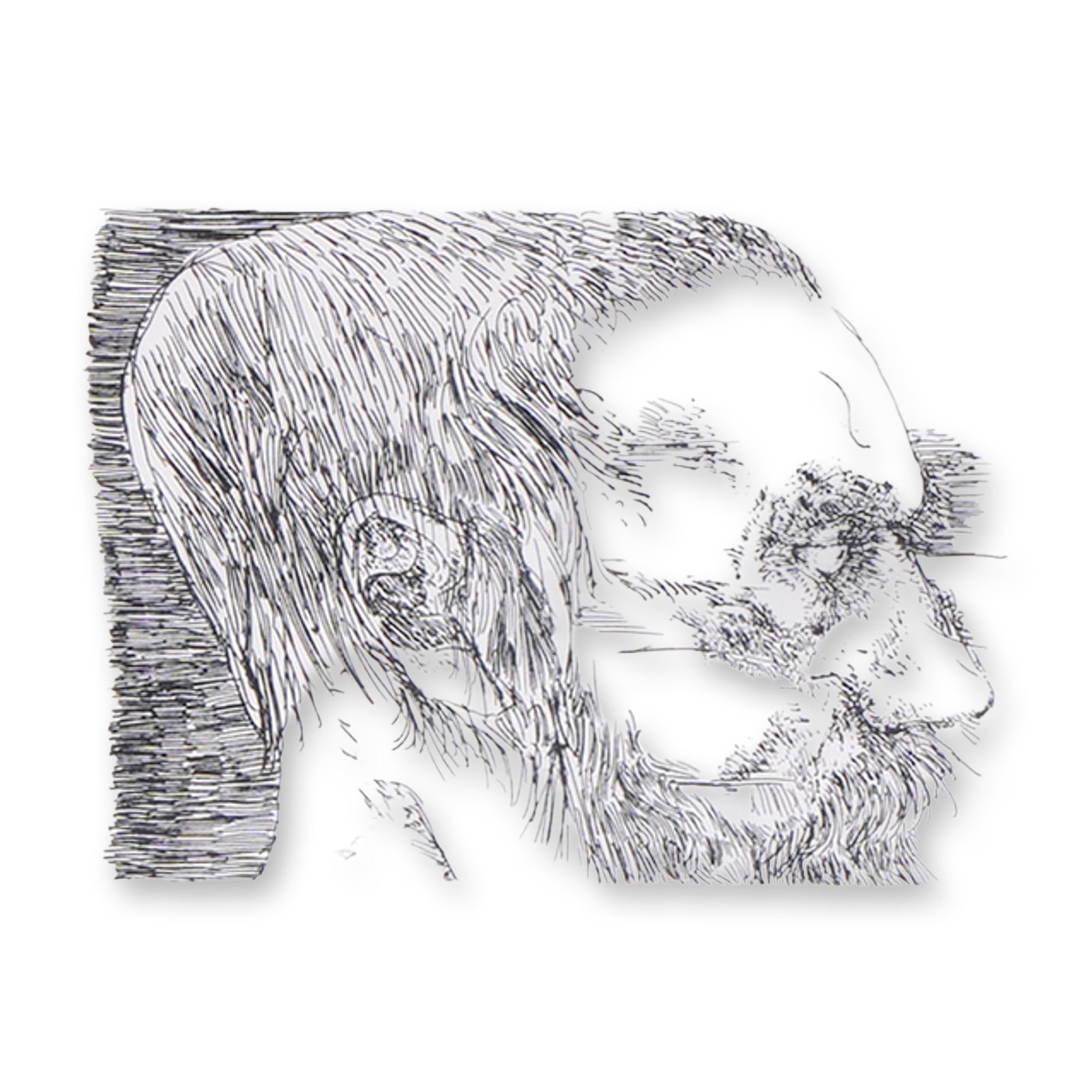Leonard Baskin, 'Constantin Meunier', Etching, 146/175: Leonard Baskin (American, 1922-2000). Etching on paper. This portrait of the Belgian artist Constantin Meunier is from the artist's Laus Pictorum (Praise of Painters) portfolio, published circa 1969. 