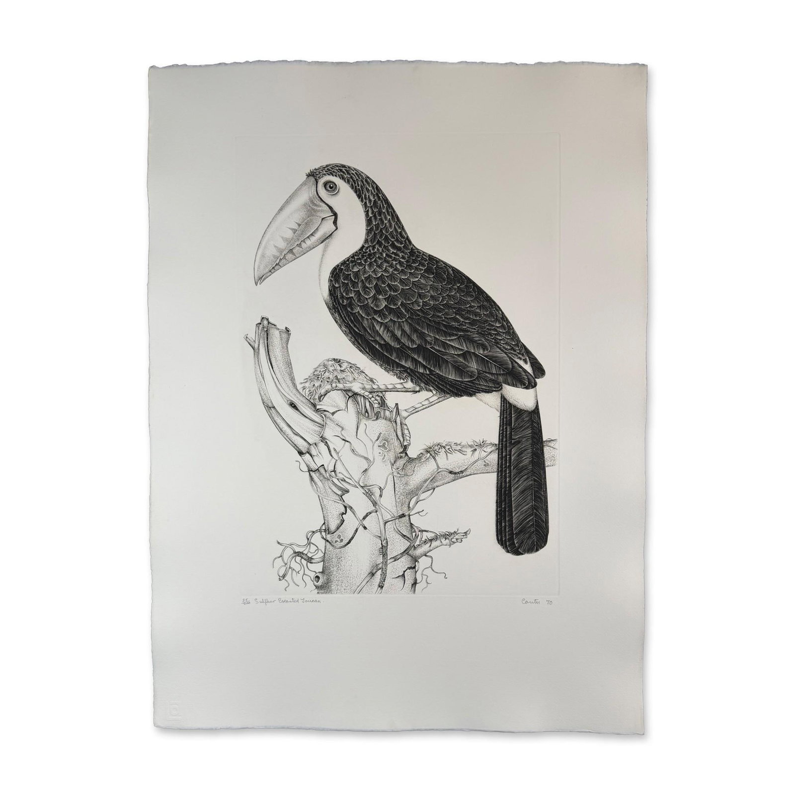 Jack Coutu (1924-2017) Etching, Sulphur Breasted Toucan, Signed: Etching Titled Sulphur Breasted Toucan. Signed bottom right Numbered 25/200. Sight size 23" x 31" Dimensions: See Description.