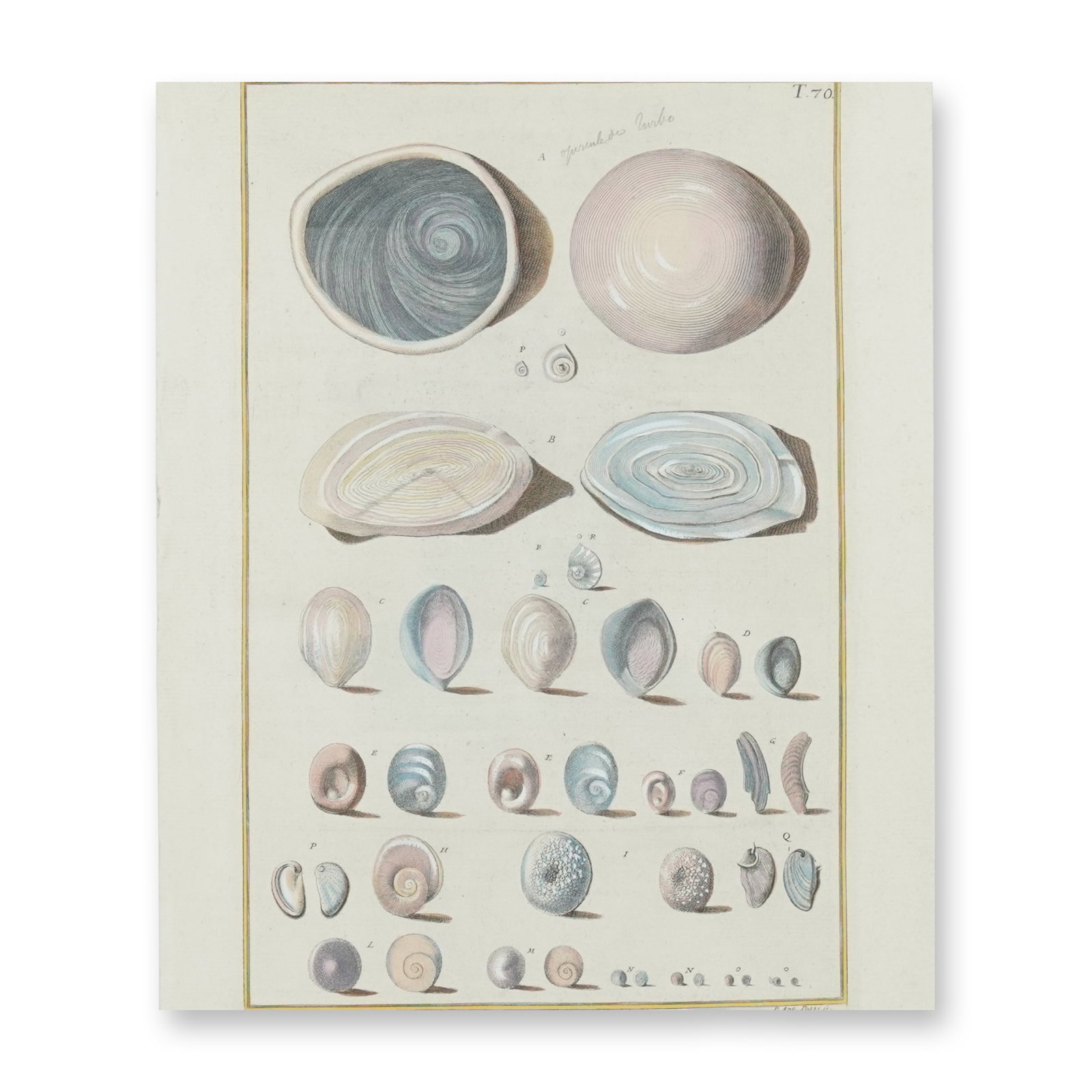 Giuseppe Menabuoni and Paolo Antonio Pazzi Double-Sided 18th-Century Natural History Publication (1 of 8)