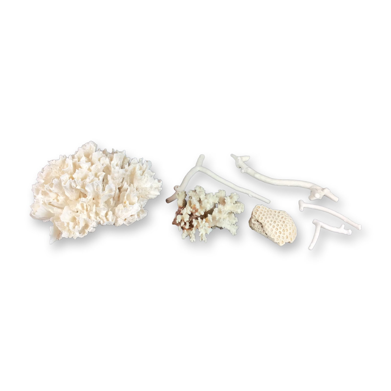 7pc Natural White Coral Specimen Collection (1 of 4)