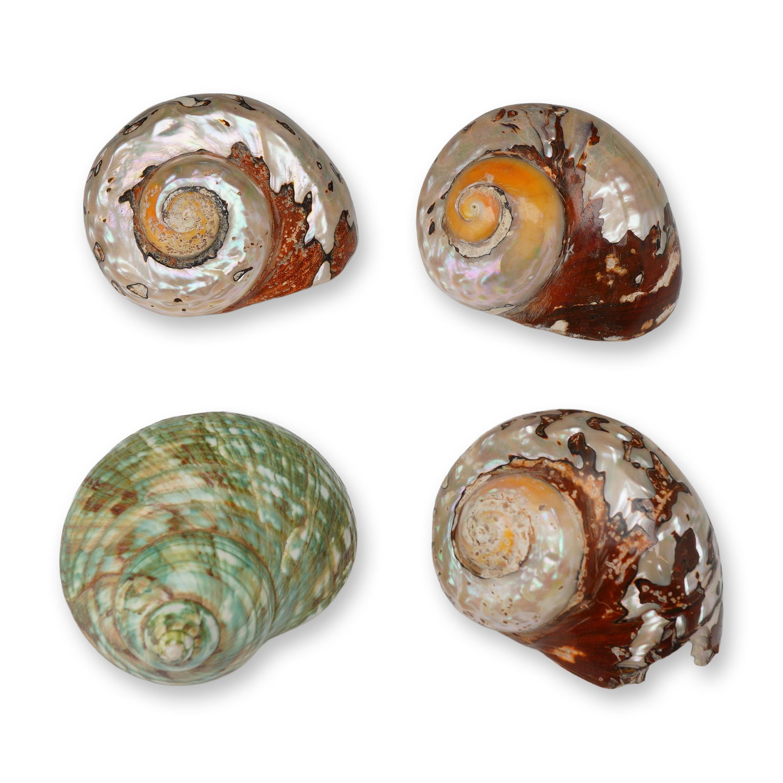 4pc South African Turban Shells (1 of 3)