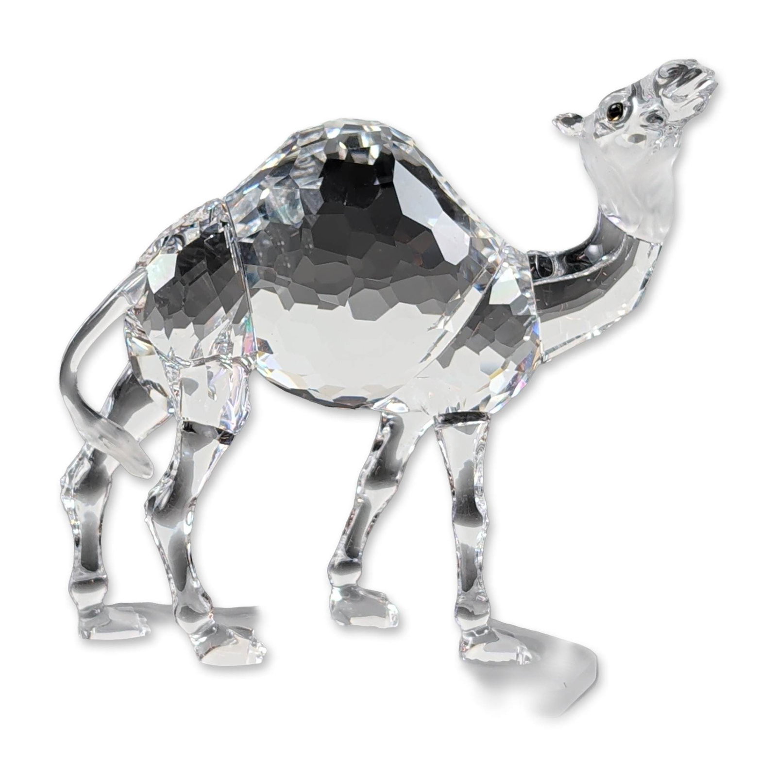 Swarovski Crystal Oriental Treasures Dromedary Camel: This Swarovski crystal camel is part of the African Wildlife collection. As a dromedary, it has a single hump, with its body crafted from clear crystal and frosted accents on the head and tip of the t