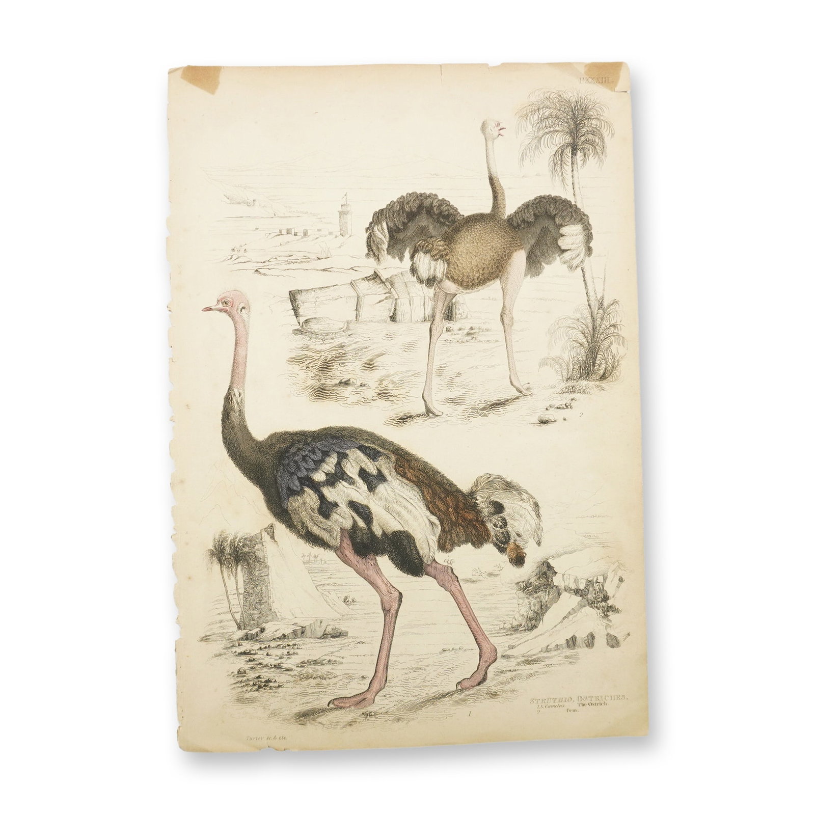 Antique Hand-Tinted Engraving, Ostriches, by Turvey: This antique 19th-century hand-tinted engraving depicts ostriches in a naturalistic landscape and is marked Turvey sc., identifying Turvey as the engraver. This illustration was likely published in a 