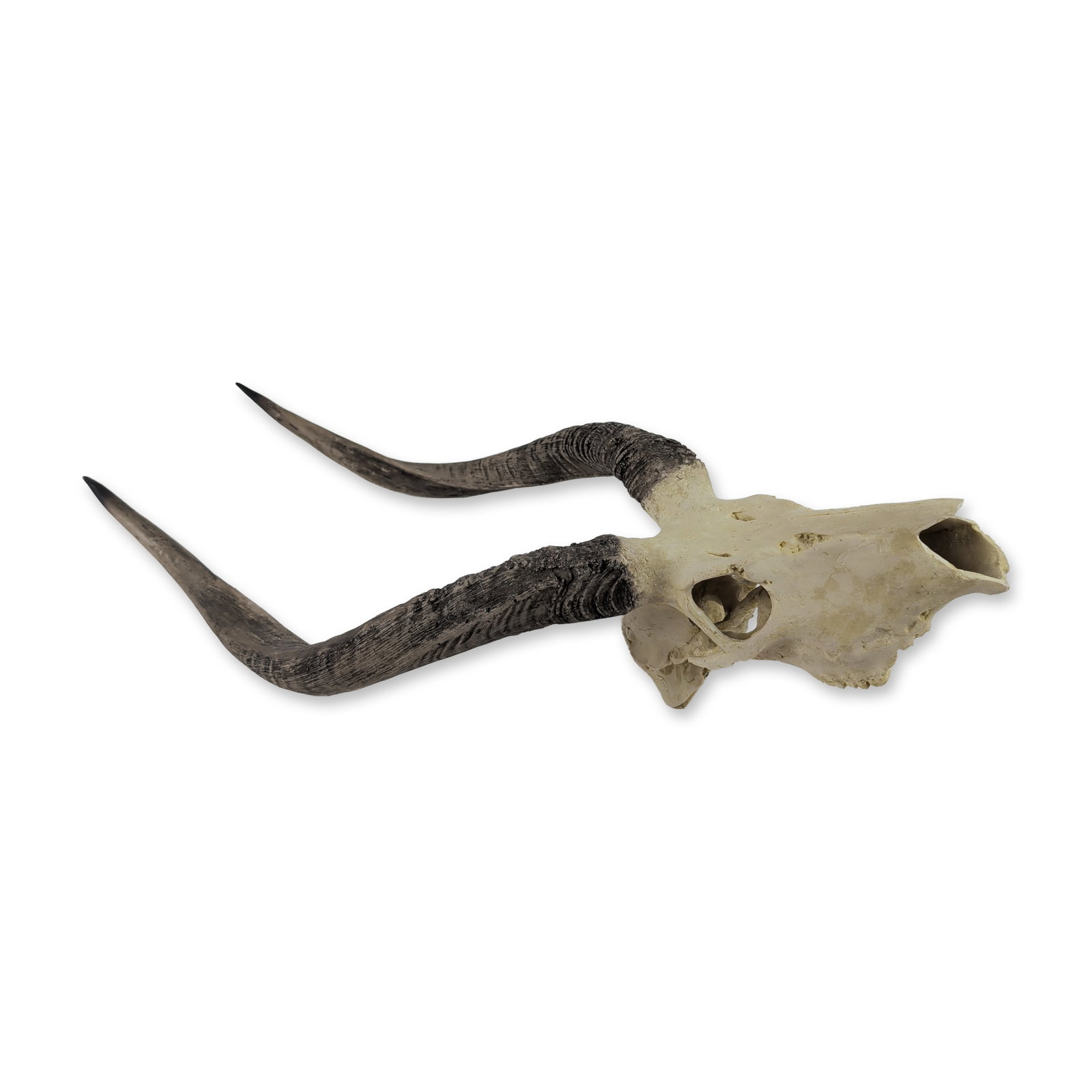 Deer Skull Trophy Wall Mount: The skull features a polished finish and dark charcoal-toned lyre-shaped horns featuring molded horizontal ridges. The reverse is fitted with a synthetic mounting block and keyhole slot for wall